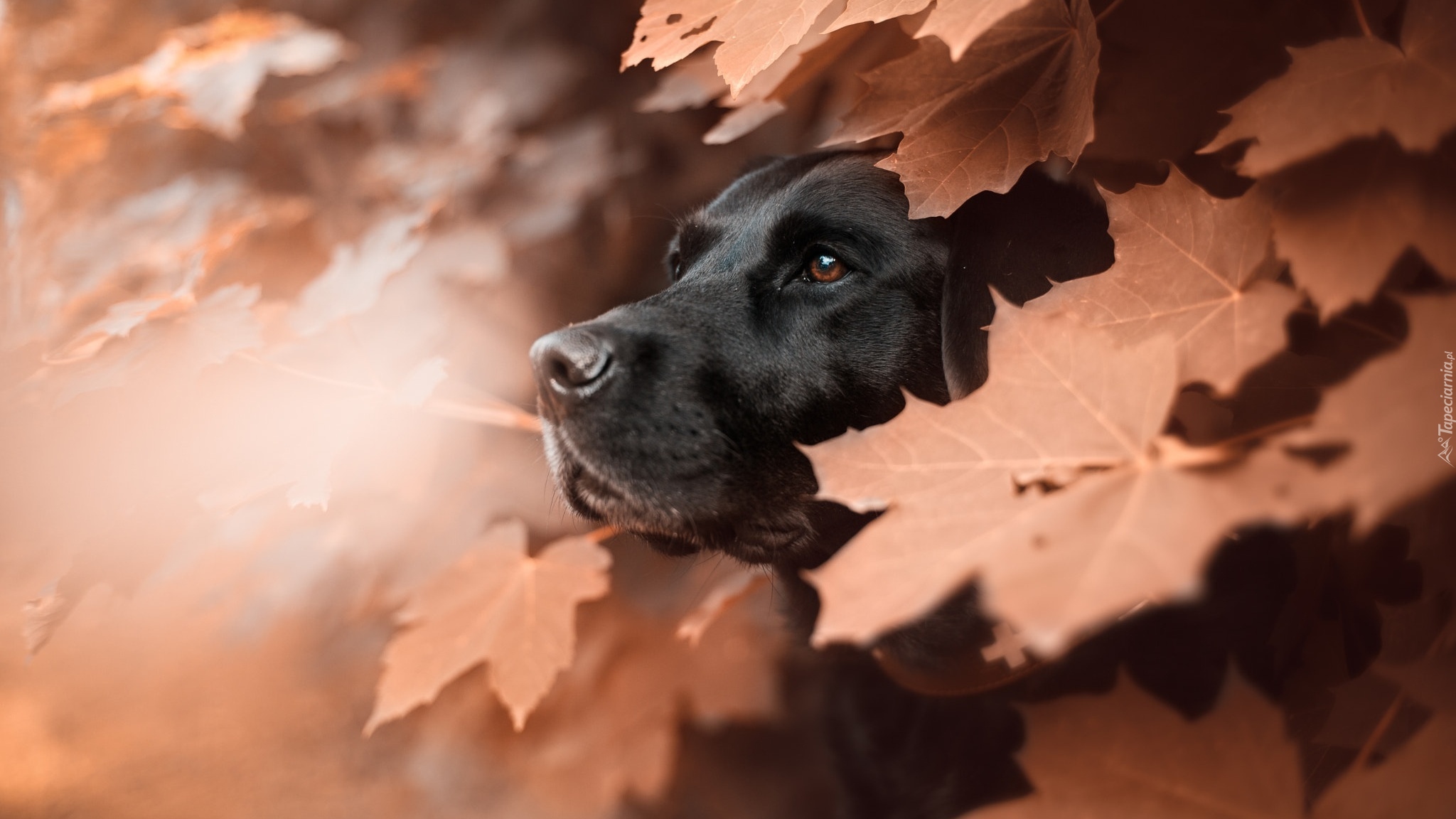 Pies. Labrador retriever, Liście