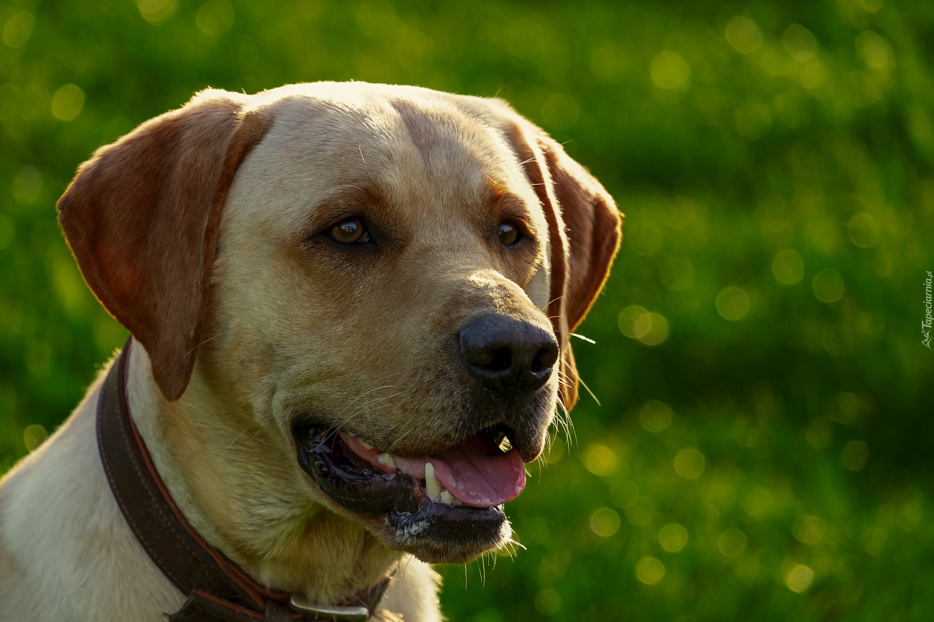 Pies, Labrador retriever, Obroża