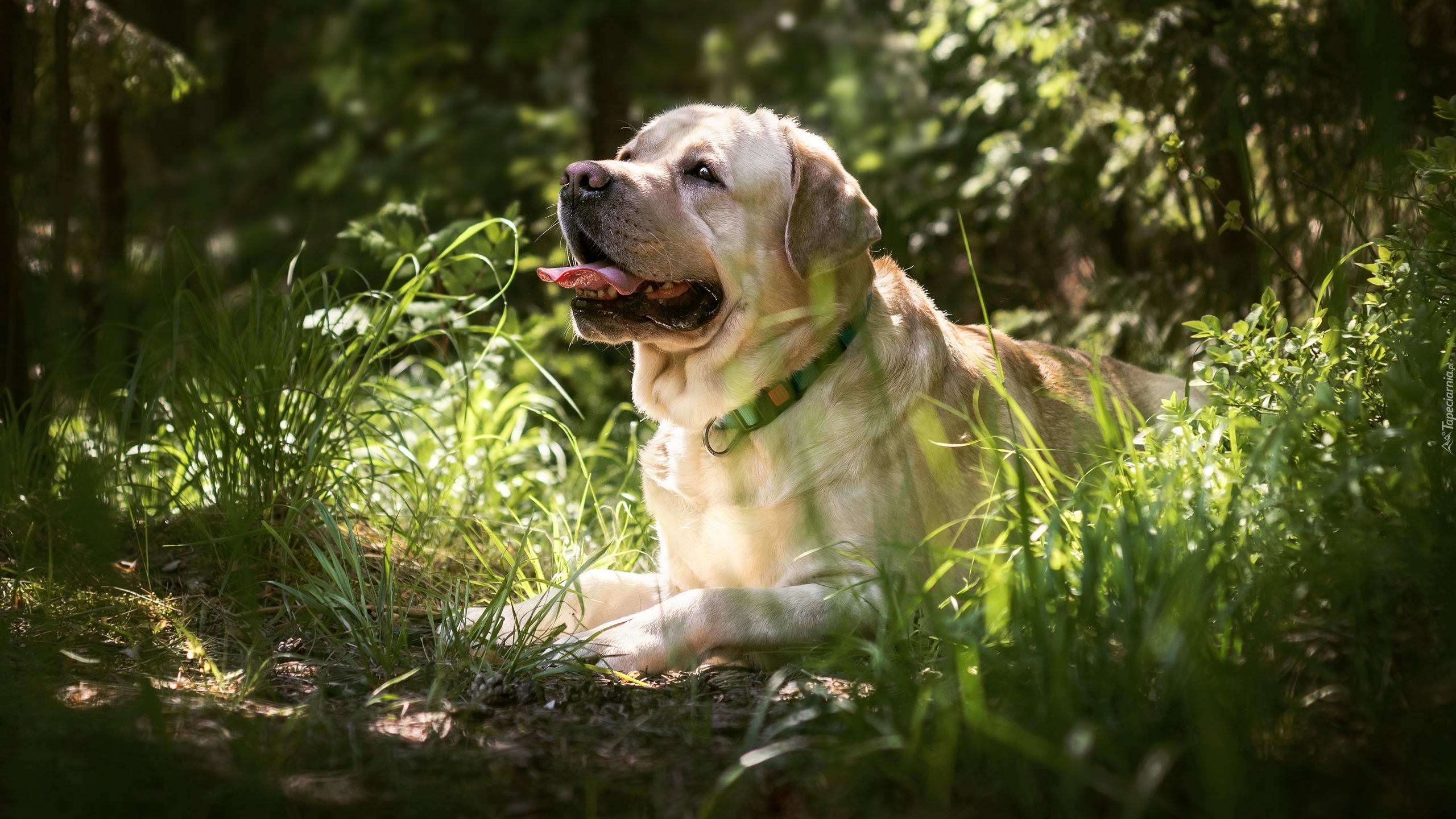 Pies, Labrador retriever, Trawa, Język