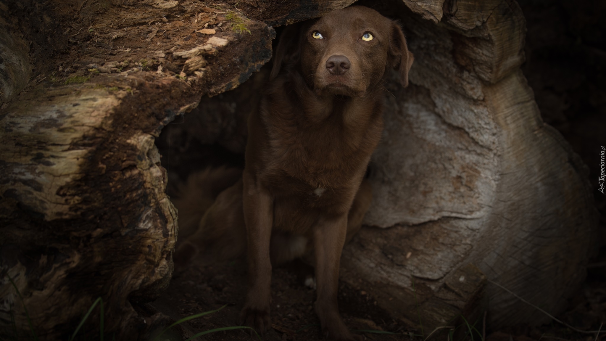 Pies, Labrador retriever, Wydrążona, Kłoda, Drzewa