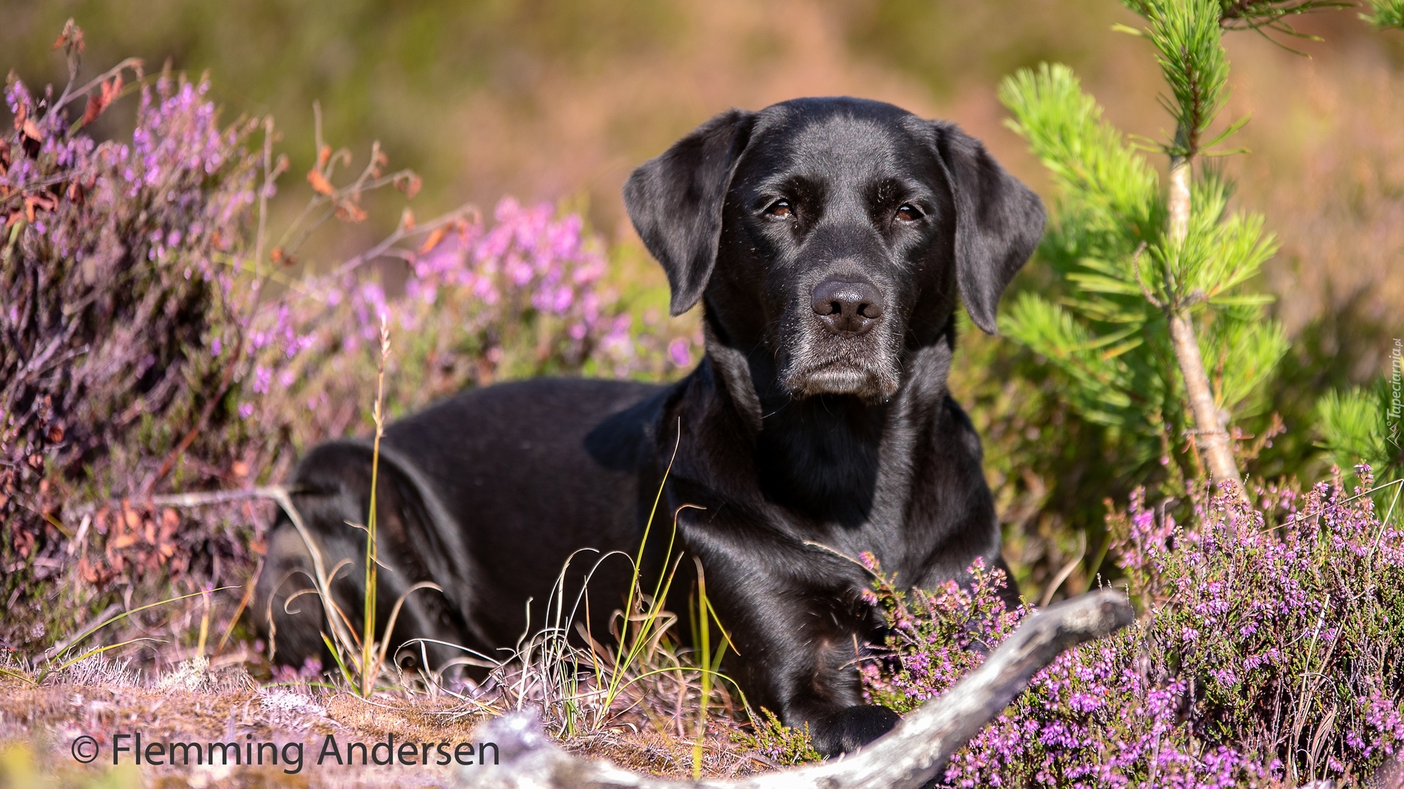 Pies, Czarny, Labrador retriever, Wrzosy