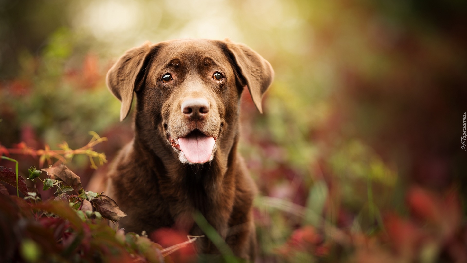 Pies, Labrador retriever, Mordka, Spojrzenie