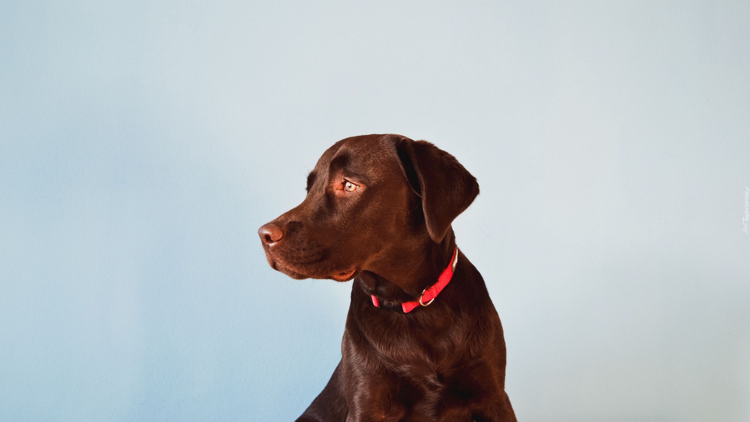 Brązowy, Pies, Labrador retriever, Czerwona, Obroża