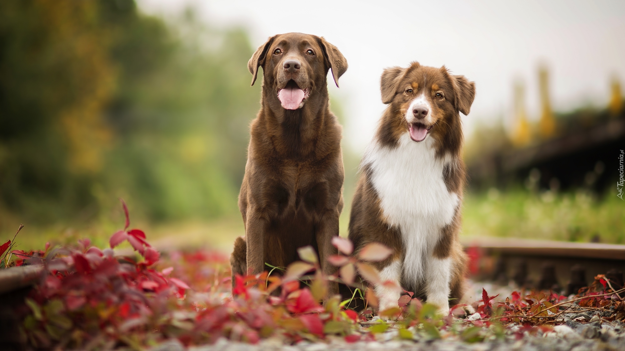 Psy, Labrador retriever, Owczarek australijski, Tory, Rośliny