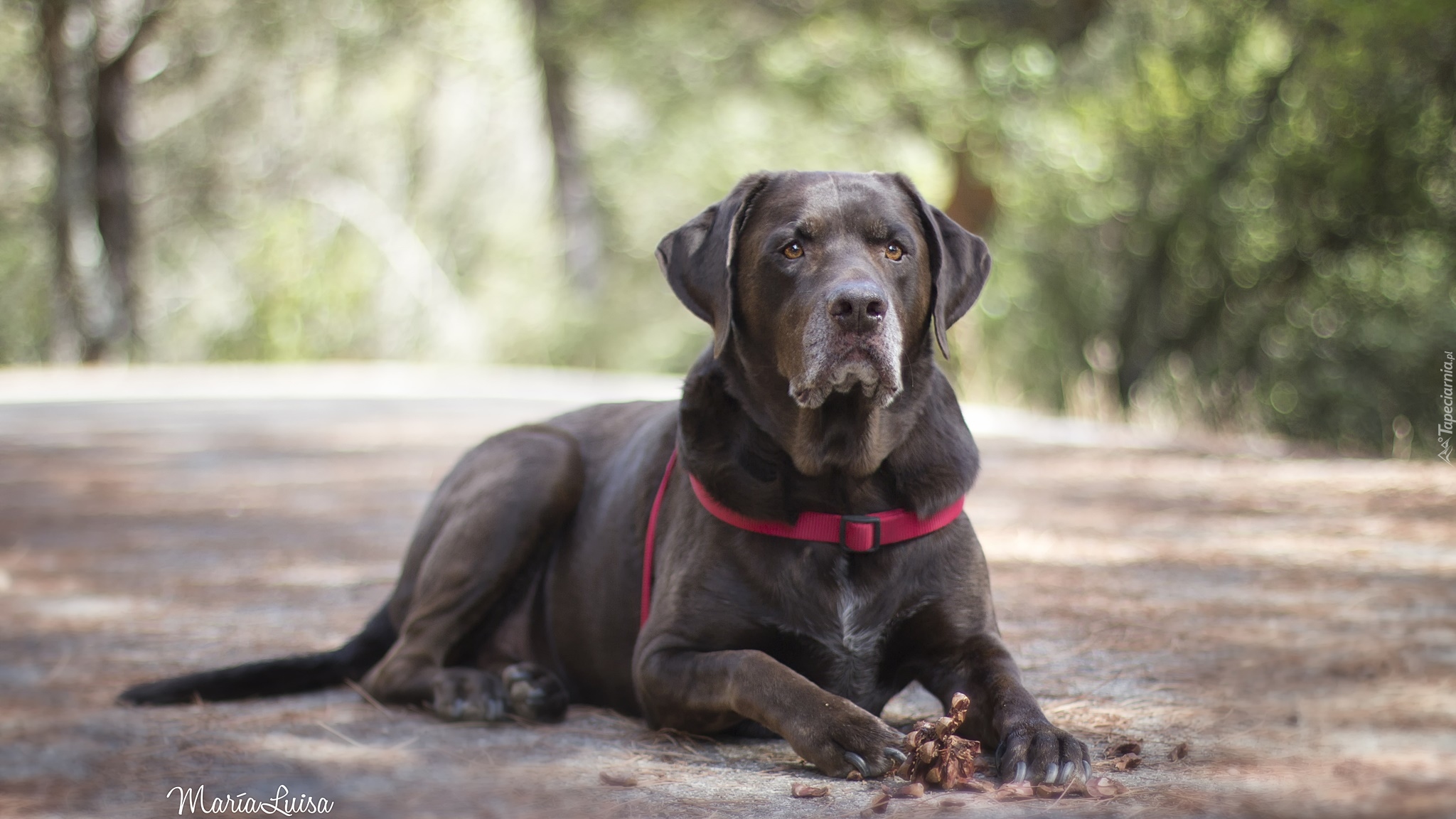 Pies, Labrador retriever, Szyszka