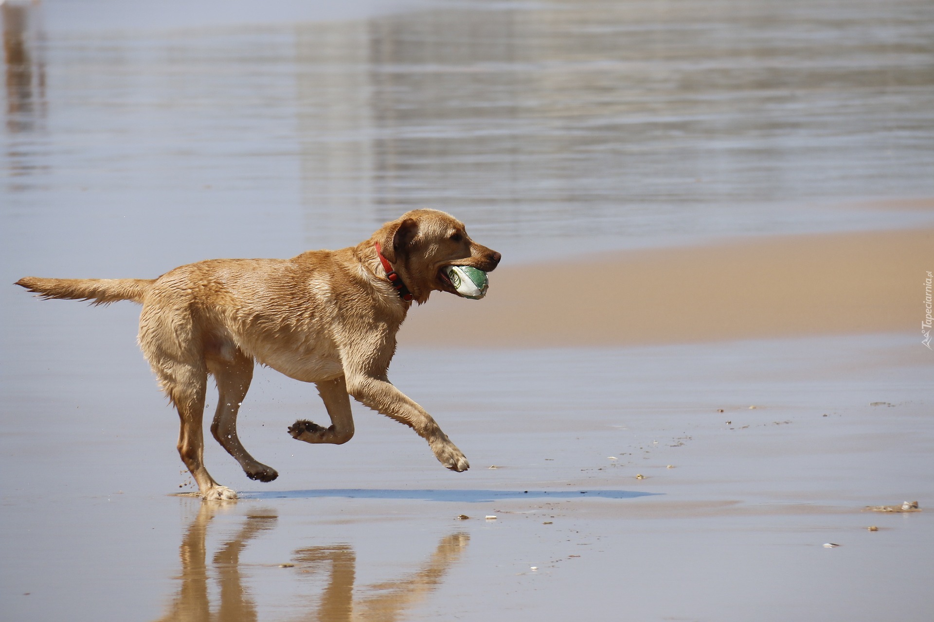 Labrador Retriever, Piłeczka