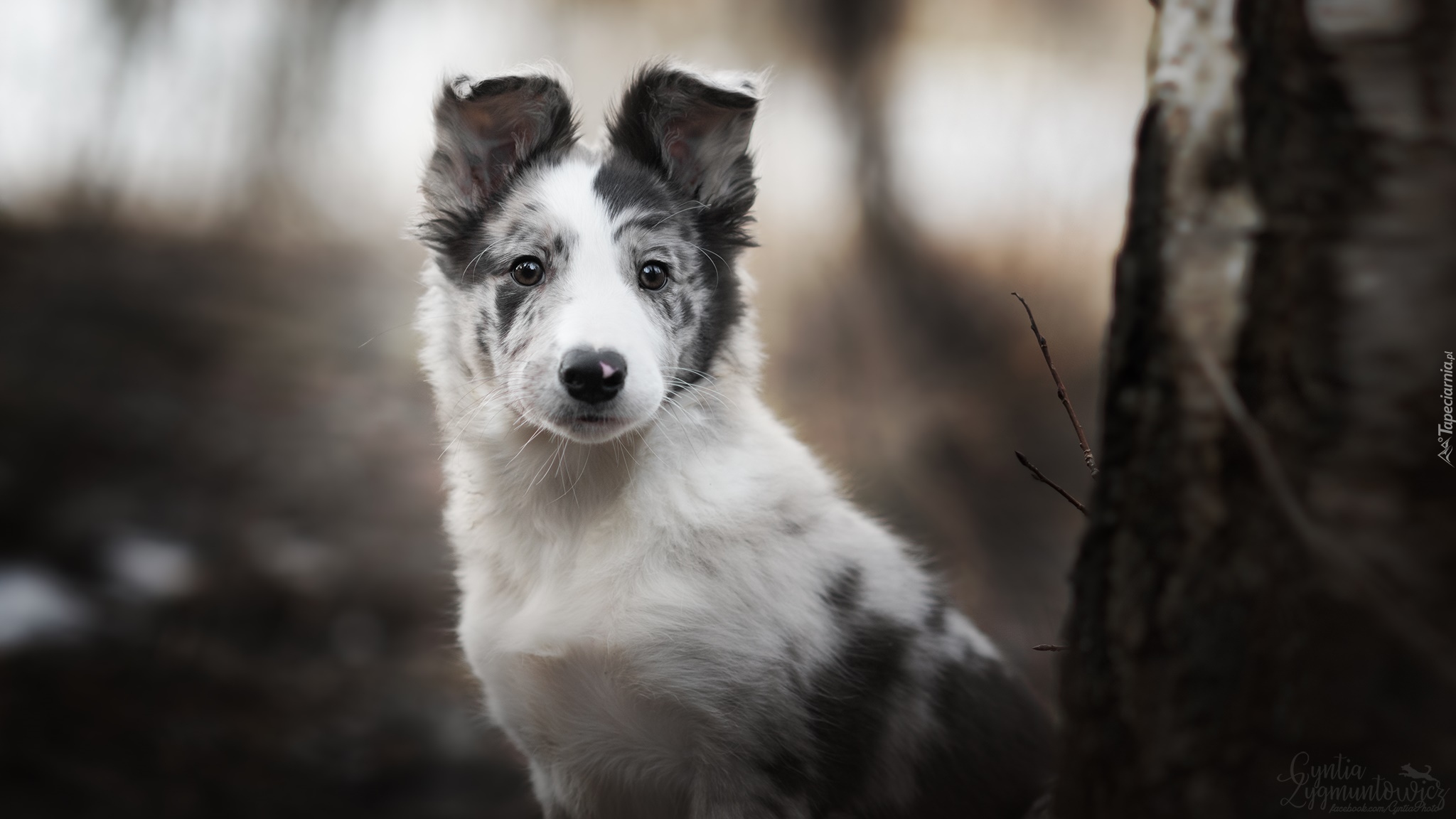 Pies, Border collie, Szczeniak