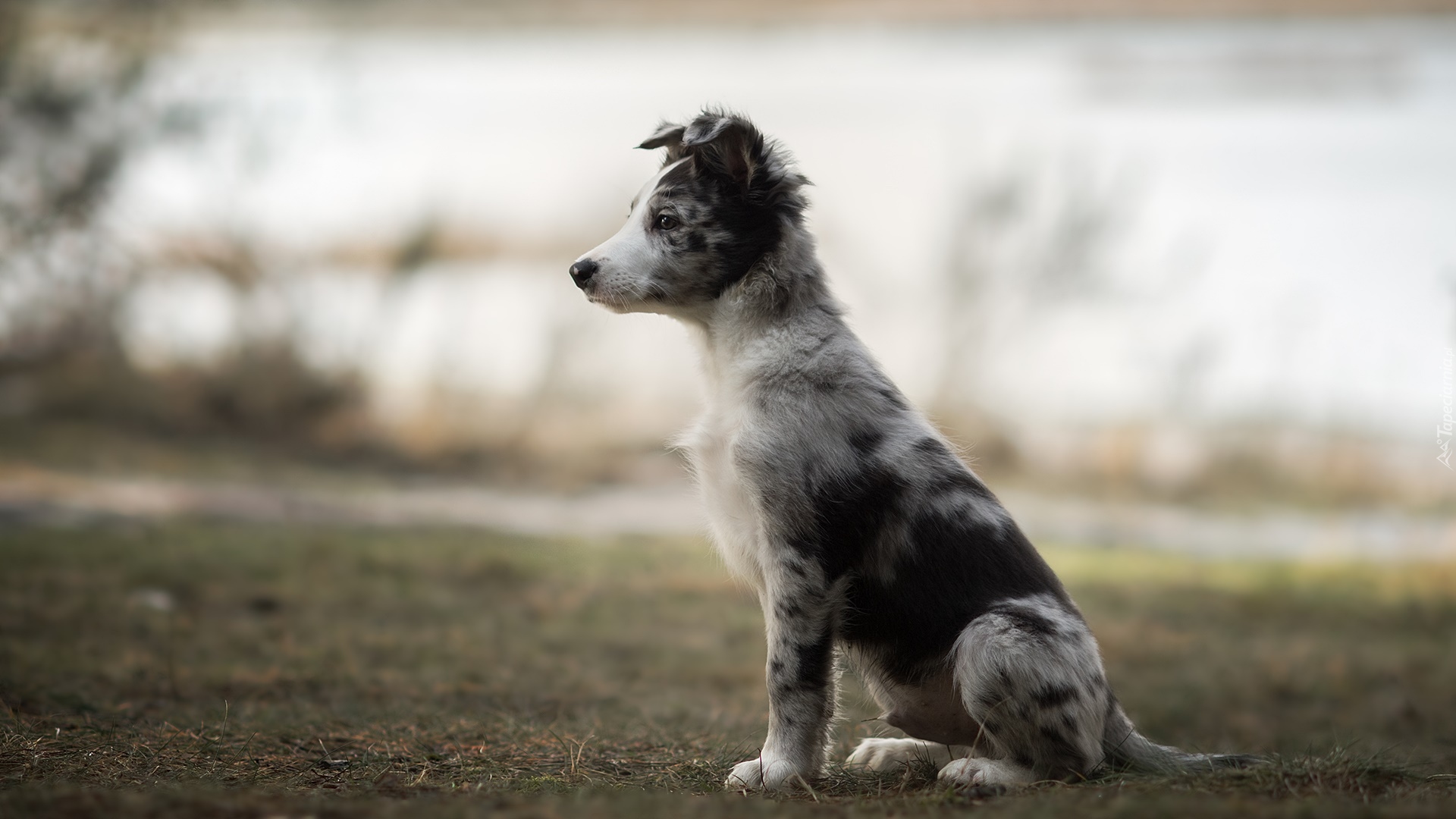 Pies, Siedzący, Szczeniak, Border collie