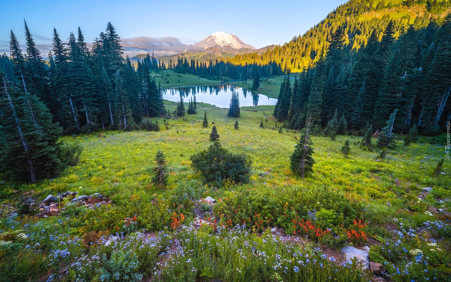 Stany Zjednoczone, Waszyngton, Park Narodowy Mount Rainier, Stratowulkan, Mount Rainier, Góry, Jezioro, Tipsoo Lake, Drzewa, Łąka, Kwiaty