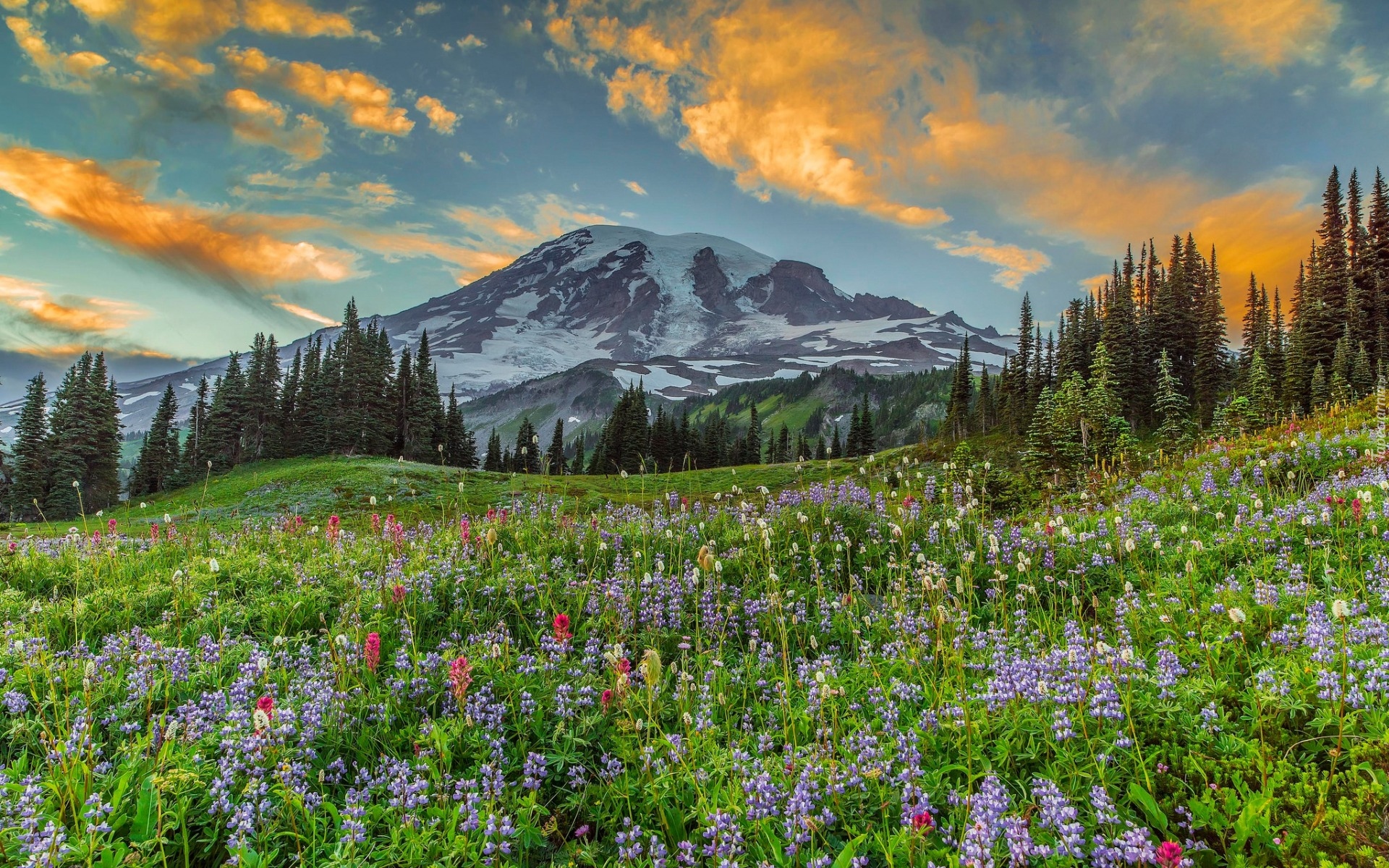 Park Narodowy Mount Rainier, Stratowulkan Mount Rainier, Góry, Łąka, Kwiaty, Łubin, Drzewa, Chmury, Stan Waszyngton, Stany Zjednoczone