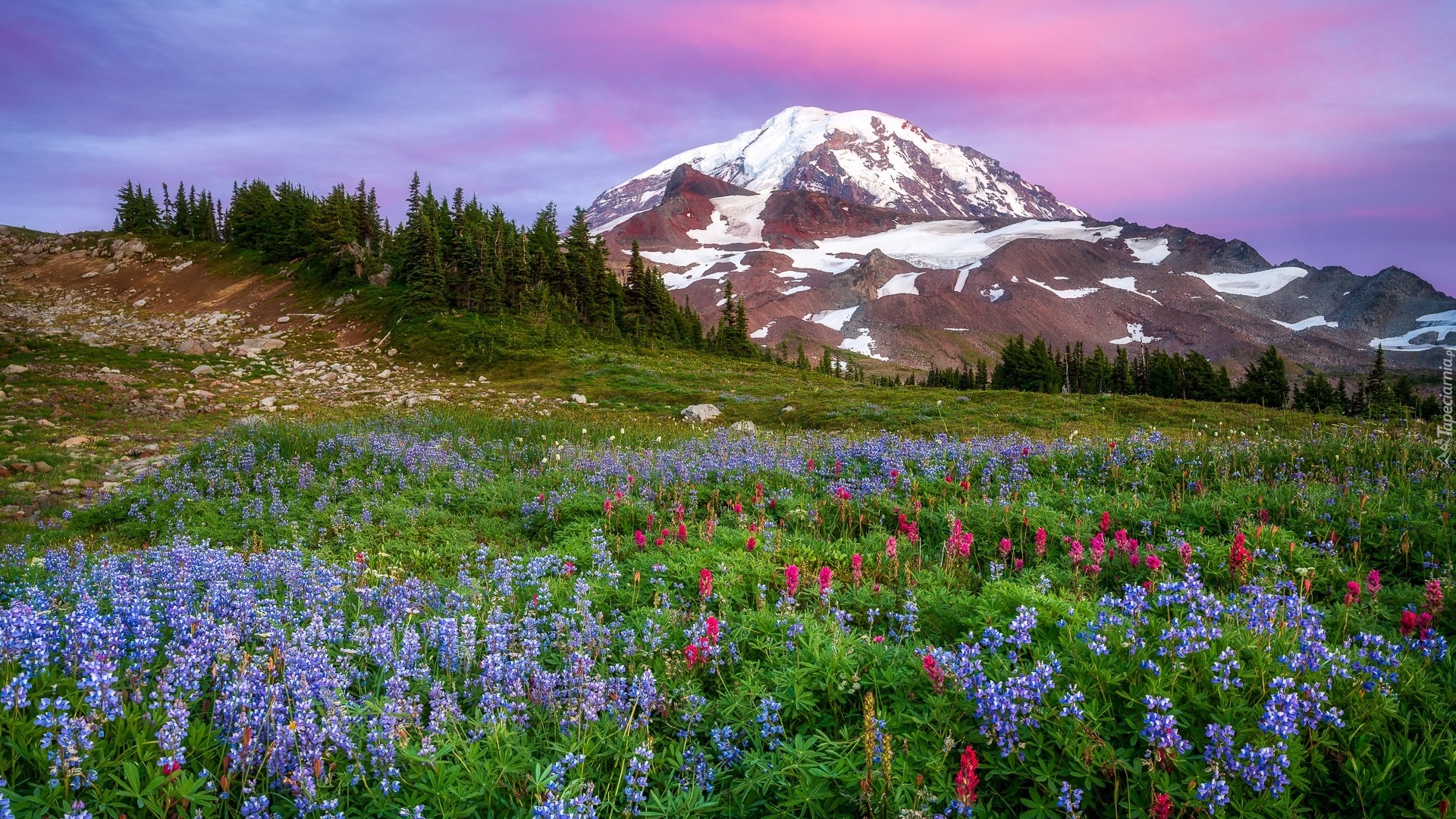 Góry, Łąka, Łubin, Drzewa, Stratowulkan, Mount Rainier, Park Narodowy Mount Rainier, Stan Waszyngton, Stany Zjednoczone