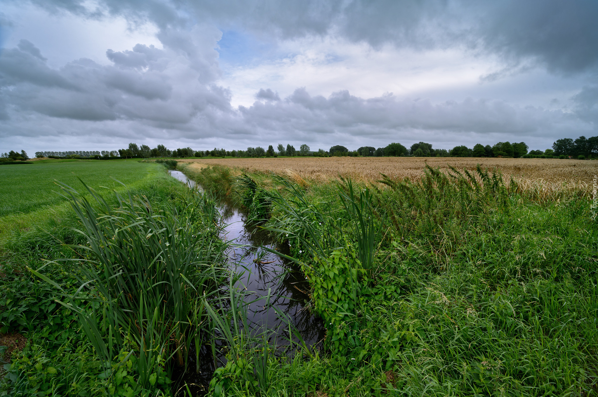 Rów, Łąka, Trawa, Pole, Zboże, Drzewa