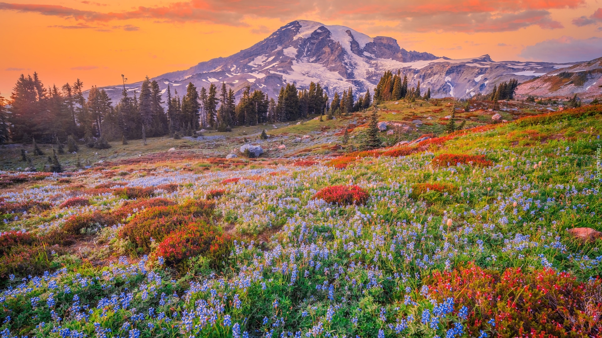 Park Narodowy Mount Rainier, Góry, Stratowulkan Mount Rainier, Drzewa, Łąka, Kwiaty, Chmury, Stan Waszyngton, Stany Zjednoczone