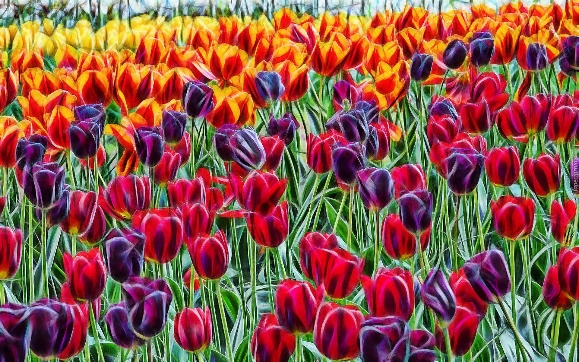 Kolorowe, Tulipany, Fractalius