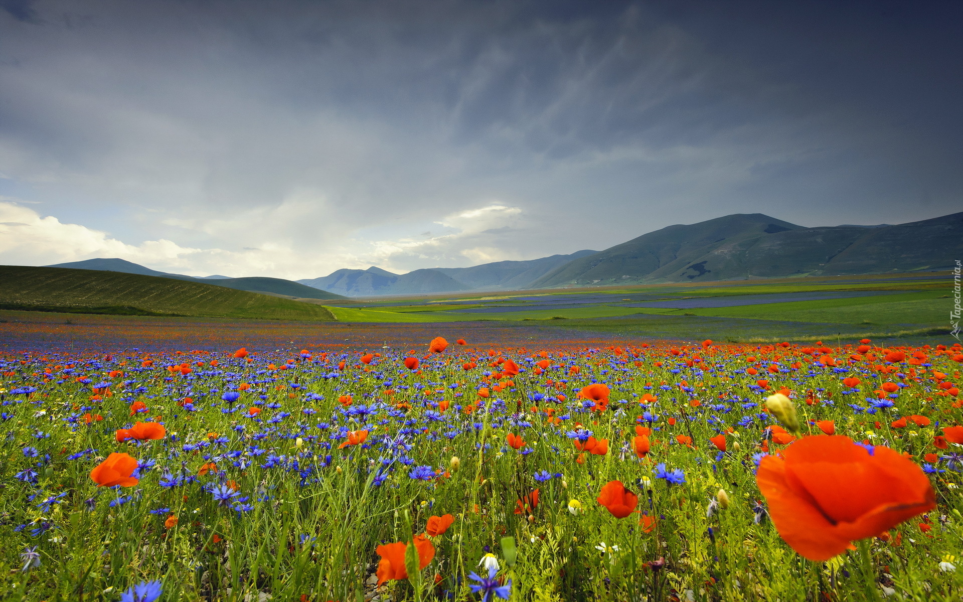 Włochy, Umbria, Góry Apeniny, Płaskowyż Piano Grande, Lato, Łąka, Kwiaty, Maki, Chabry