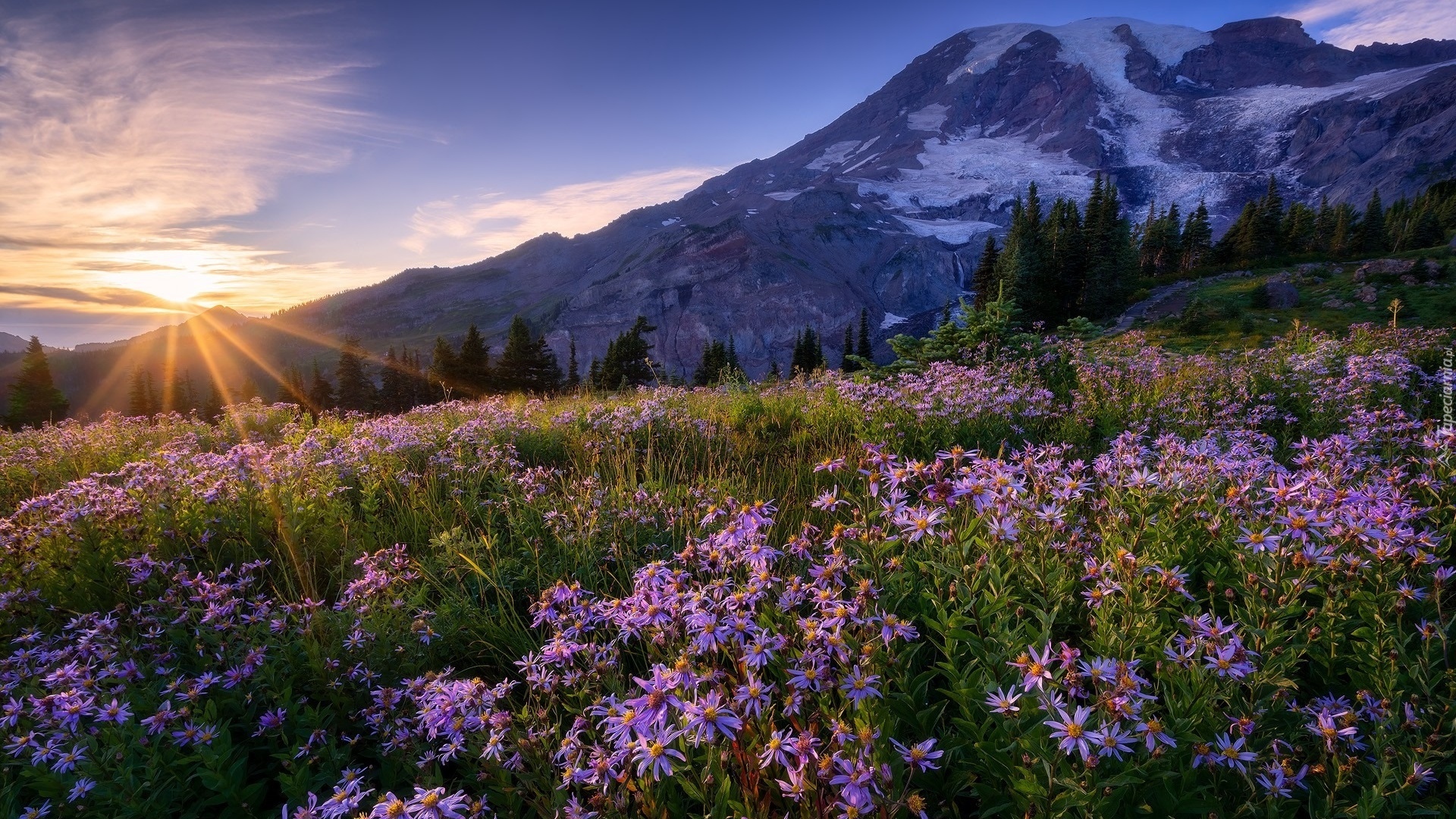 Stany Zjednoczone, Park Narodowy Mount Rainier, Stratowulkan Mount Rainier, Łąka, Kwiaty, Promienie słońca, Drzewa, Góry