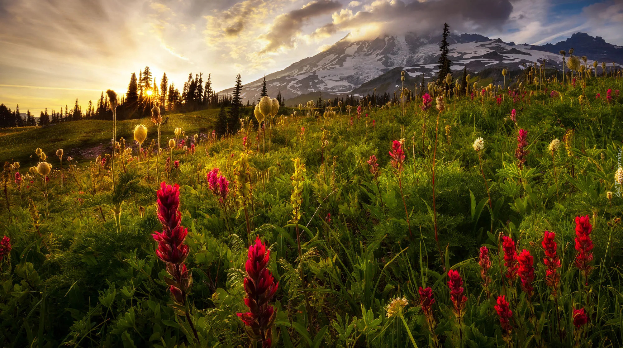 Łąka, Stratowulkan Mount Rainier, Park Narodowy Mount Rainier, Stan Waszyngton, Stany Zjednoczone, Góry, Kwiaty, Alpinia purpurowa, Wschód słońca