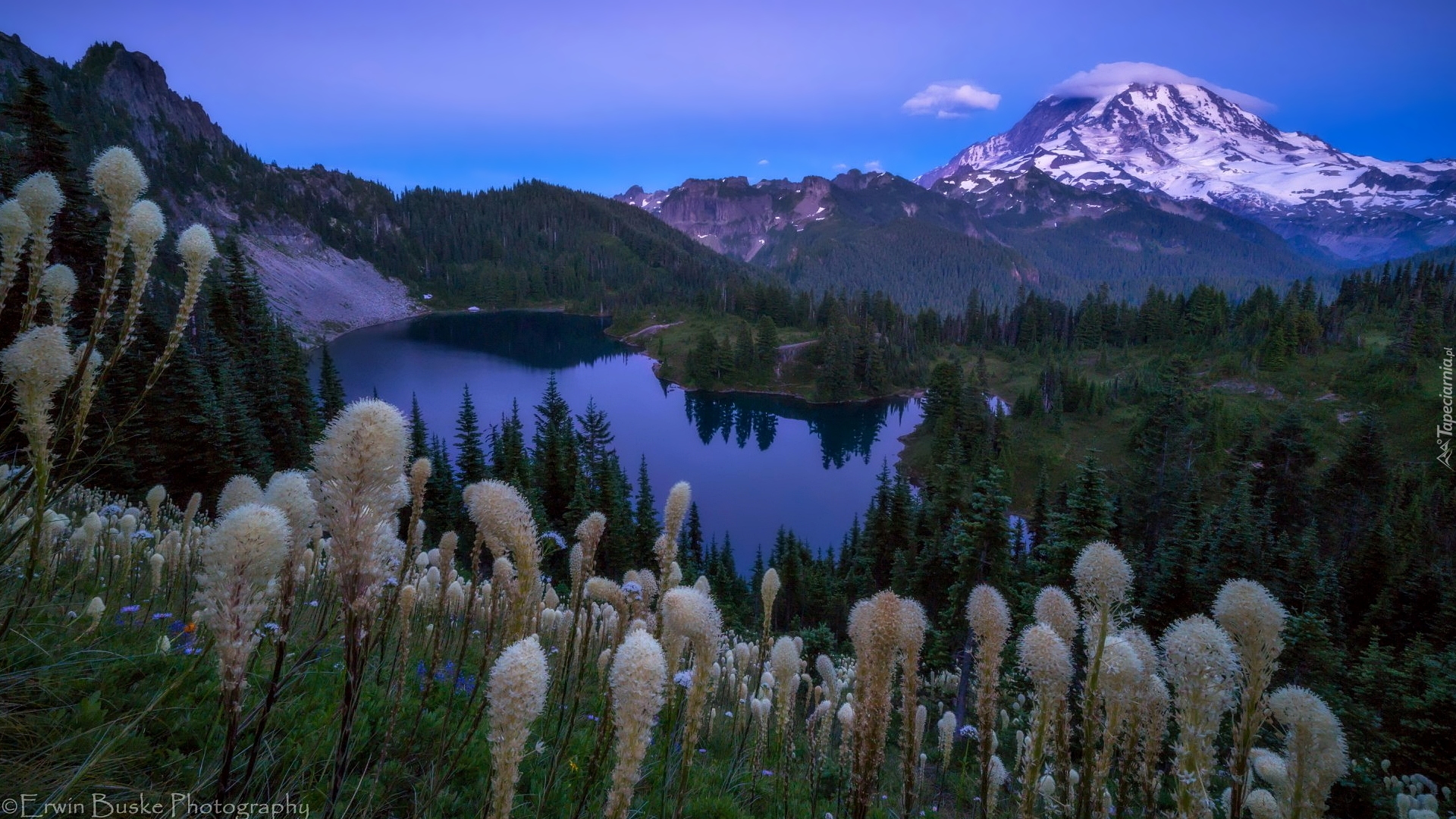 Park Narodowy Mount Rainier, Rośliny, Miądrzyga, Góry, Stratowulkan Mount Rainier, Drzewa, Jezioro, Zmierzch, Wieczór, Stan Waszyngton, Stany Zjednoczone