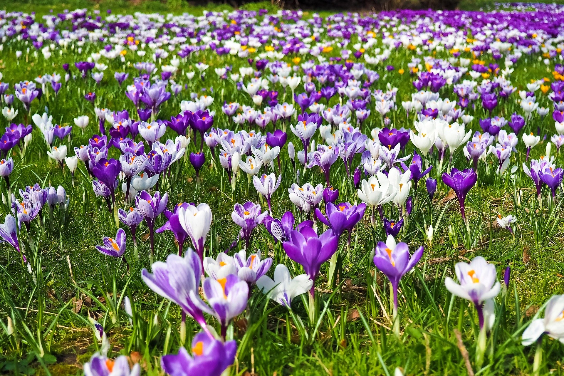 Wiosenne, Kwiaty, Krokusy, Łąka