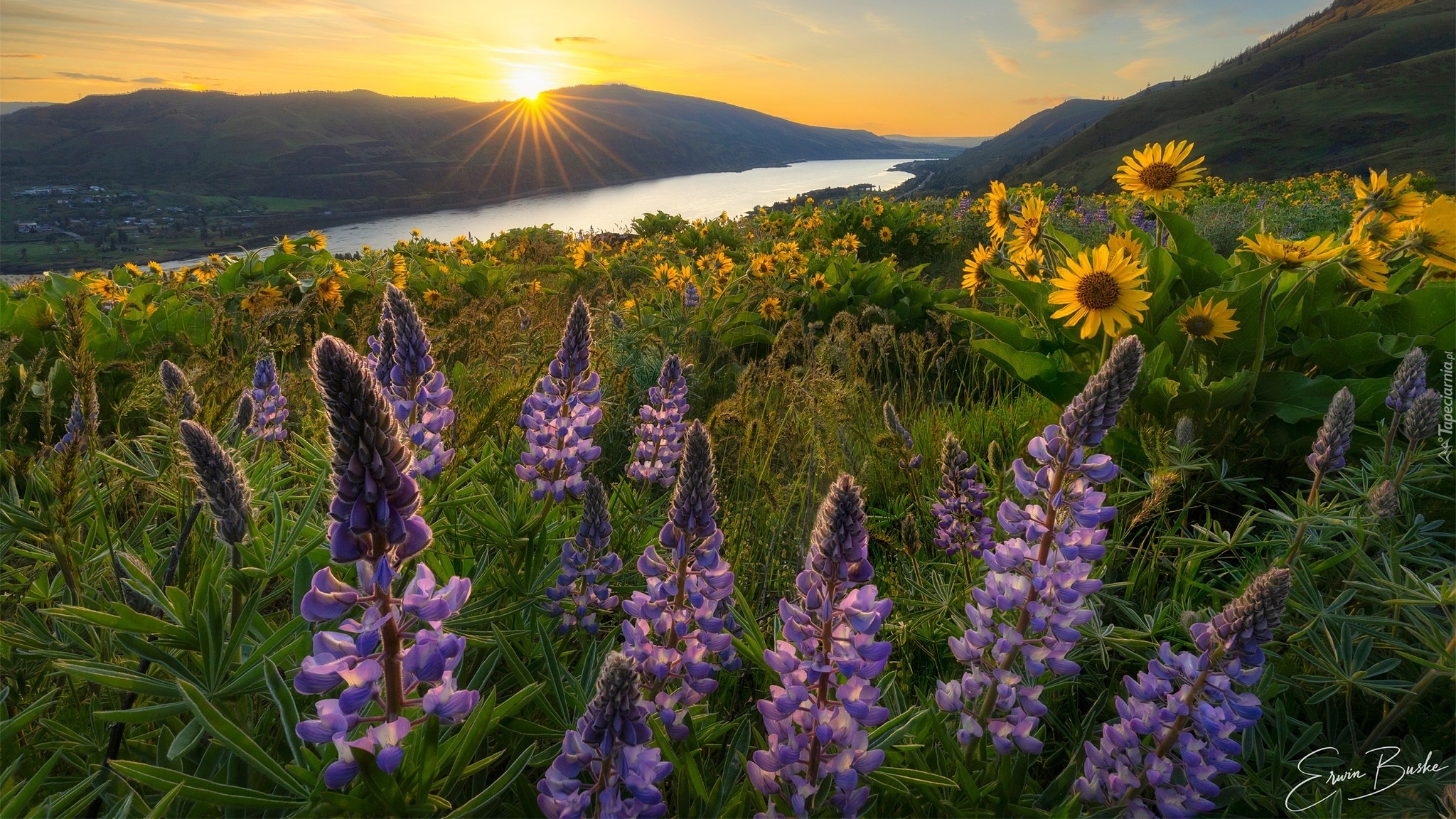 Rezerwat przyrody, Columbia River Gorge, Góry Kaskadowe, Rzeka Kolumbia, Góry, Promienie słońca, Łąka, Kwiaty, Łubin, Balsamorhiza, Stan Waszyngton, Stany Zjednoczone