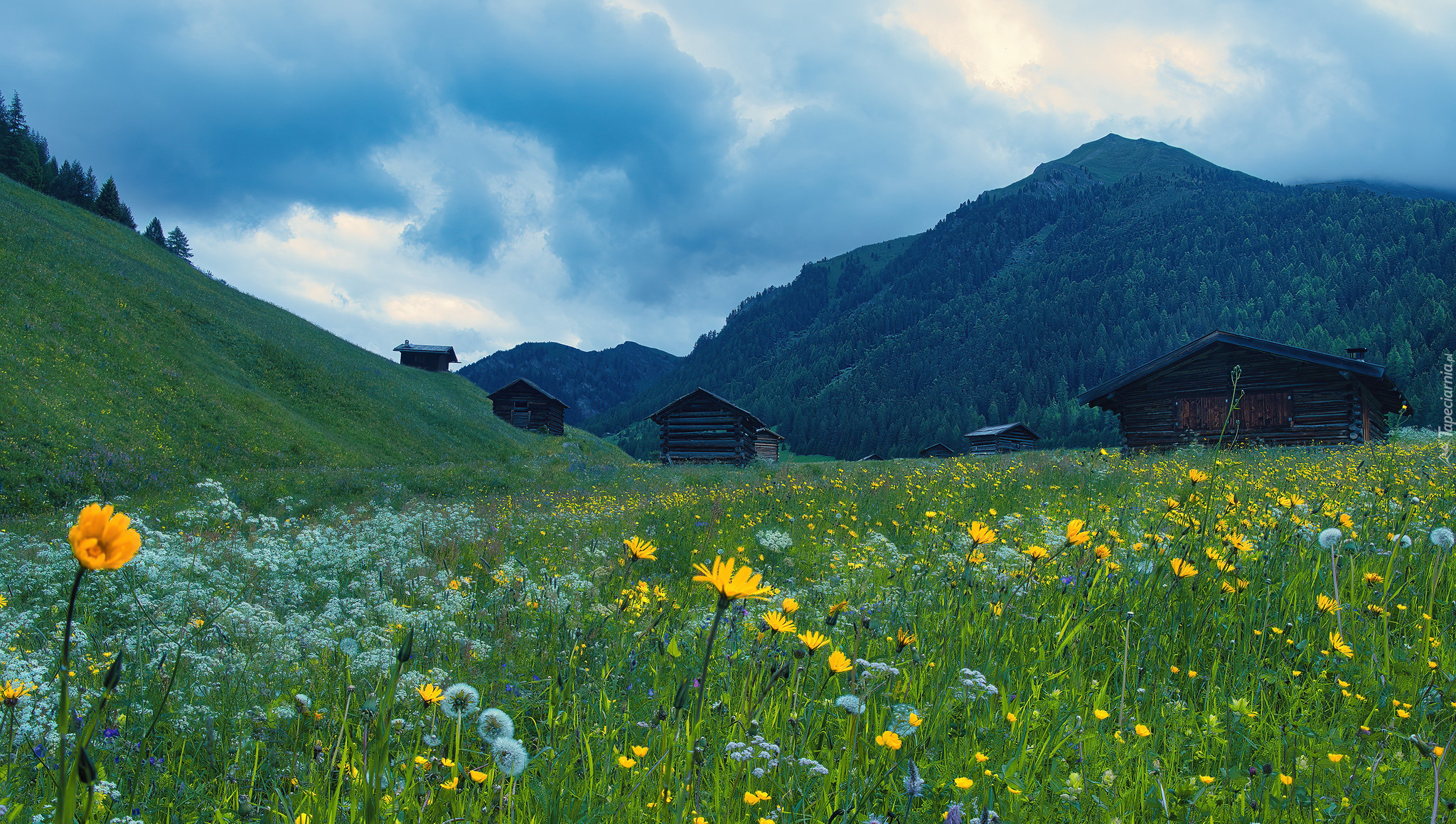 Góry, Kwiaty, Łąka, Domy, Pfundser Tschey, Pfunds, Tyrol, Austria