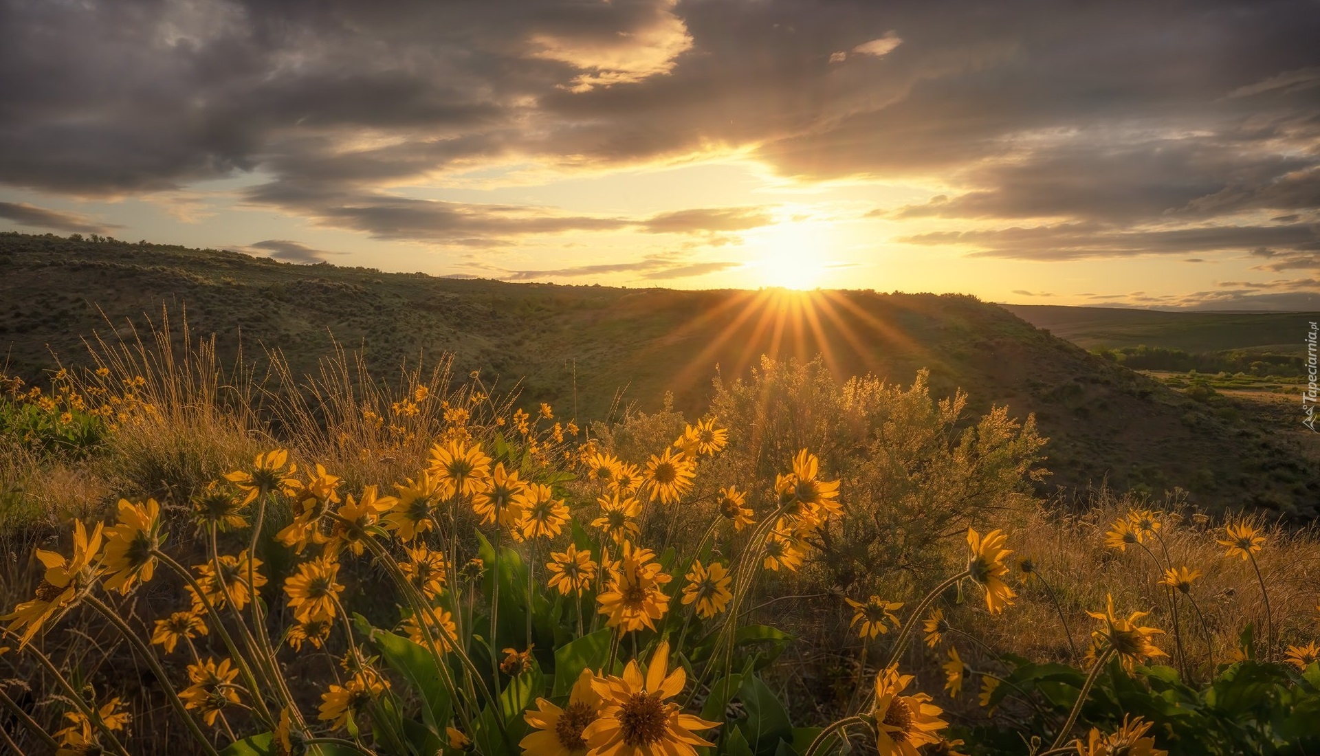 Pole, Łąka, Żółte, Kwiaty, Balsamorhiza, Krzewy, Wschód słońca, Chmury