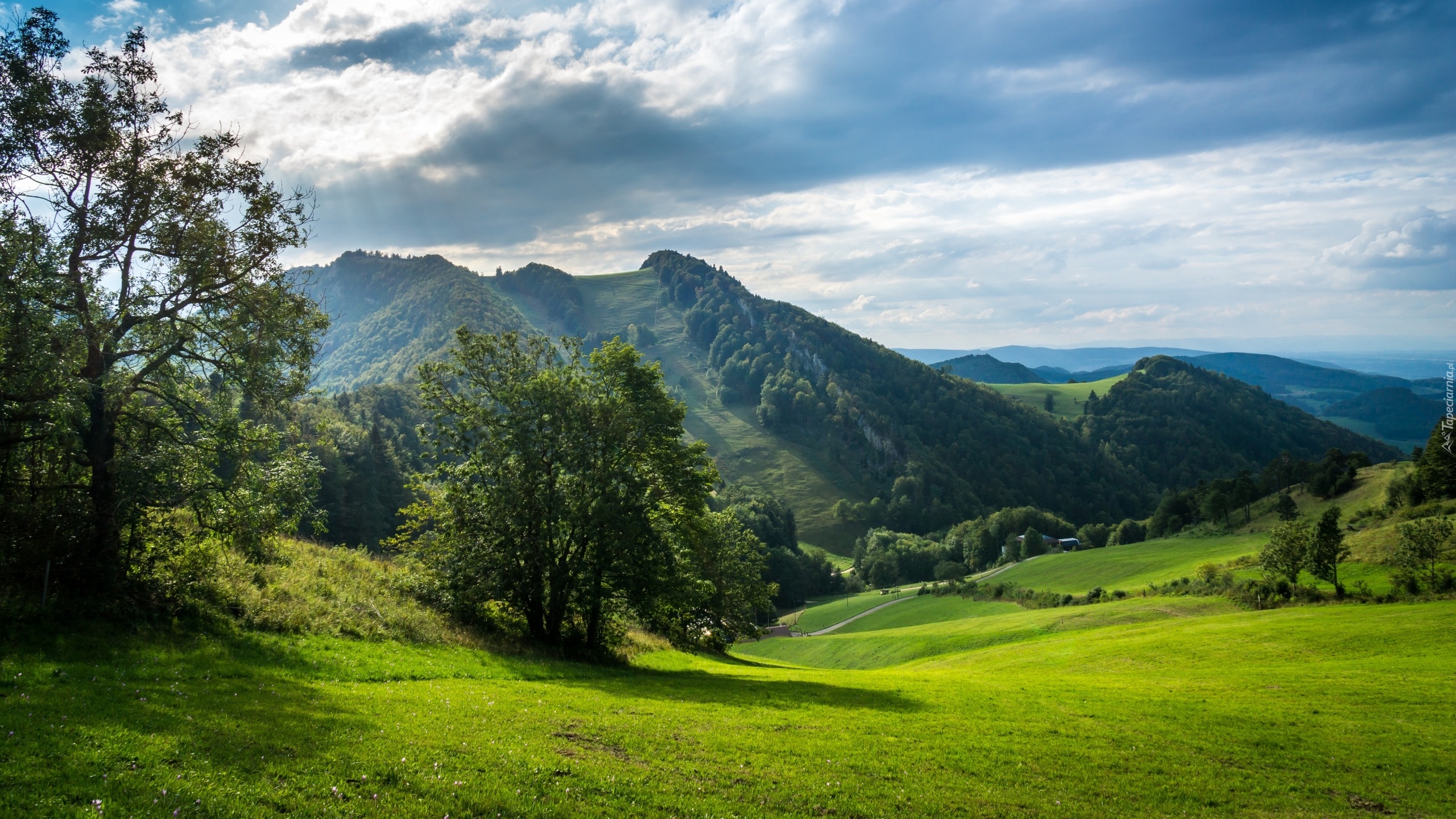 Góry, Łąki, Drzewa