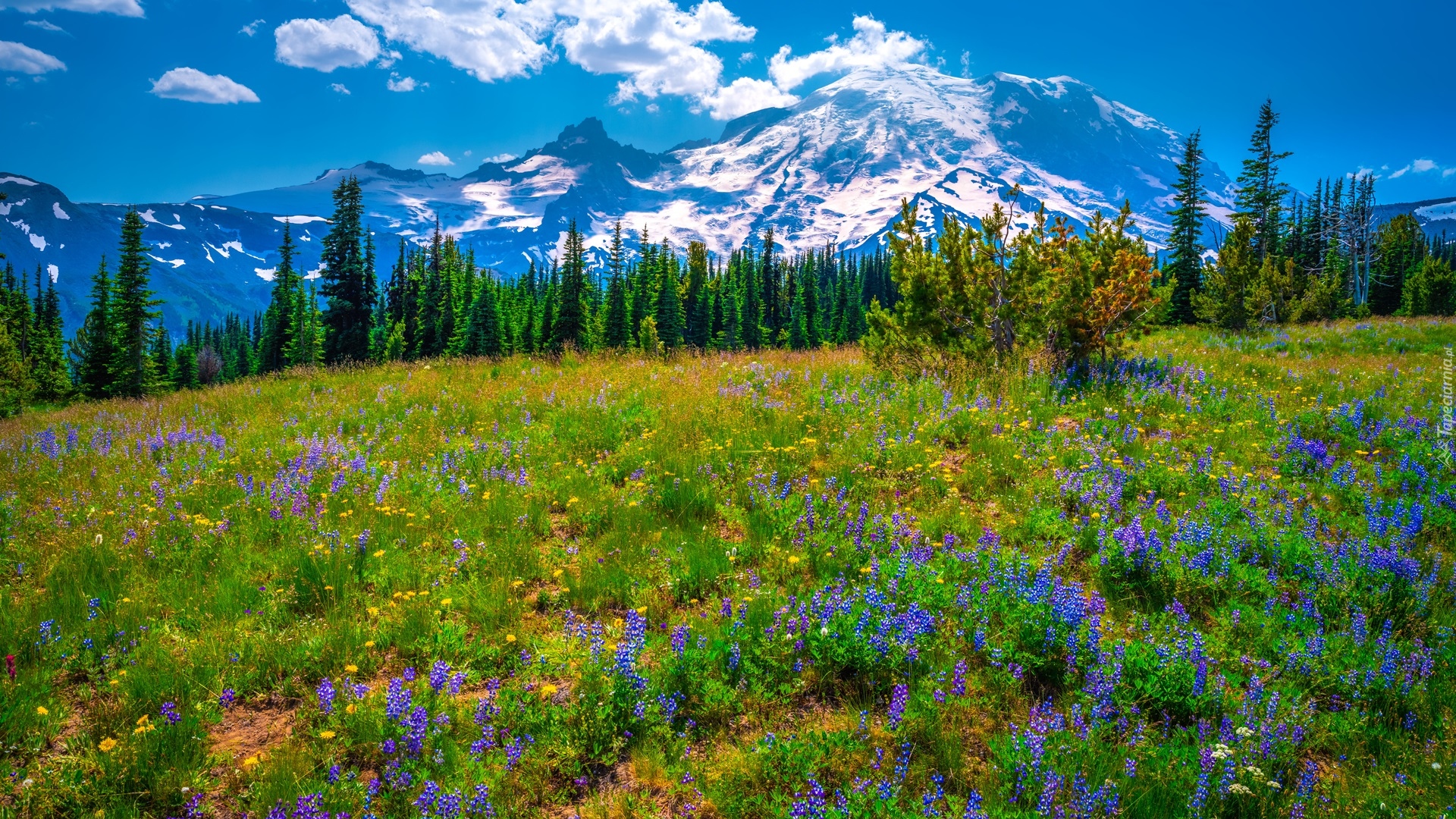 Góry, Drzewa, Park Narodowy Mount Rainier, Łąka, Fioletowe, Kwiaty, Łubin, Stan Waszyngton, Stany Zjednoczone