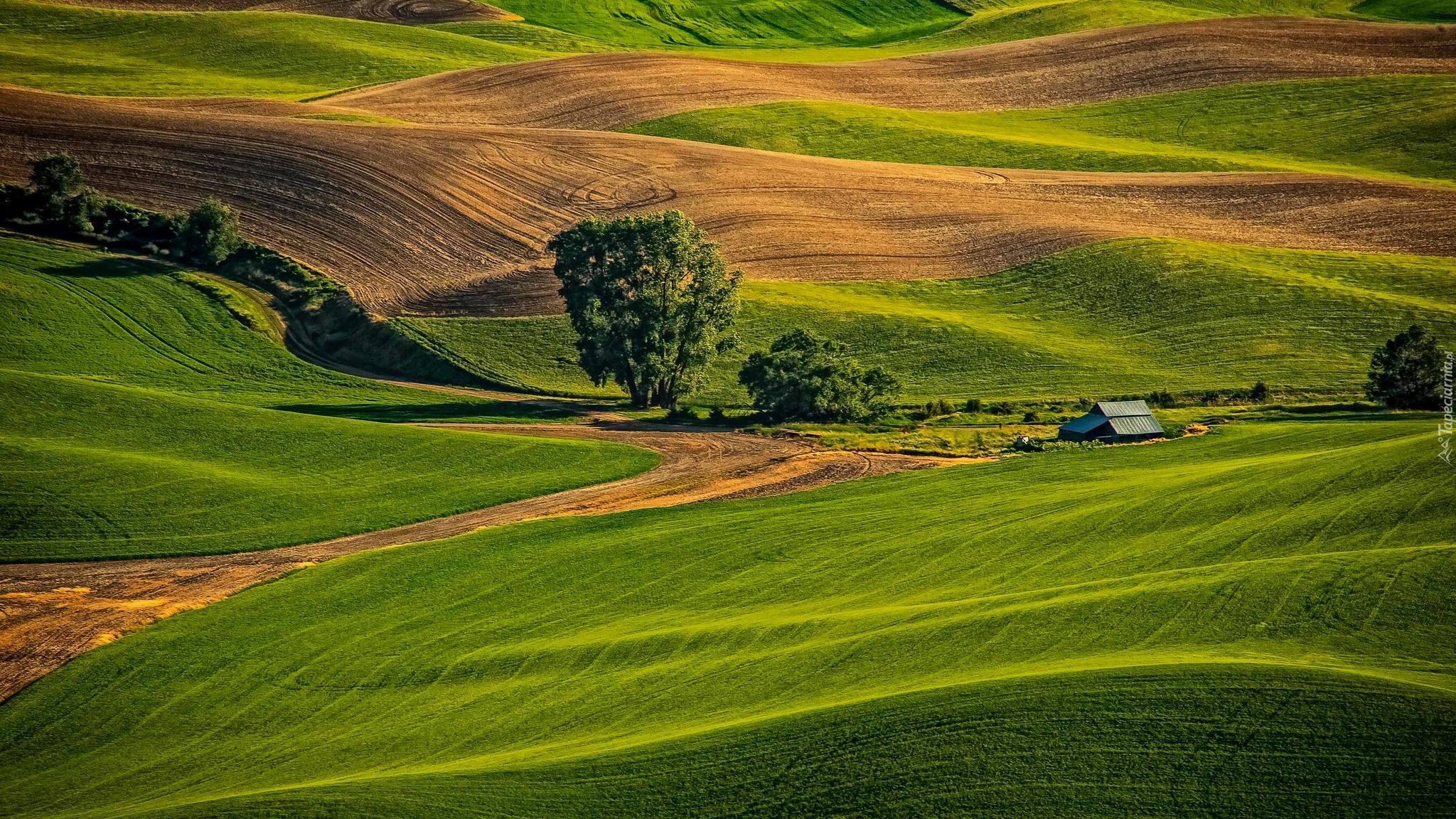 Pola, Łąki, Drzewa, Wzgórza, Palouse, Waszyngton, Stany Zjednoczone