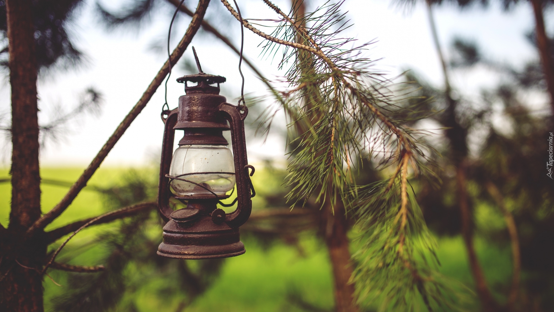 Lampa naftowa, Gałęzie, Drzewo