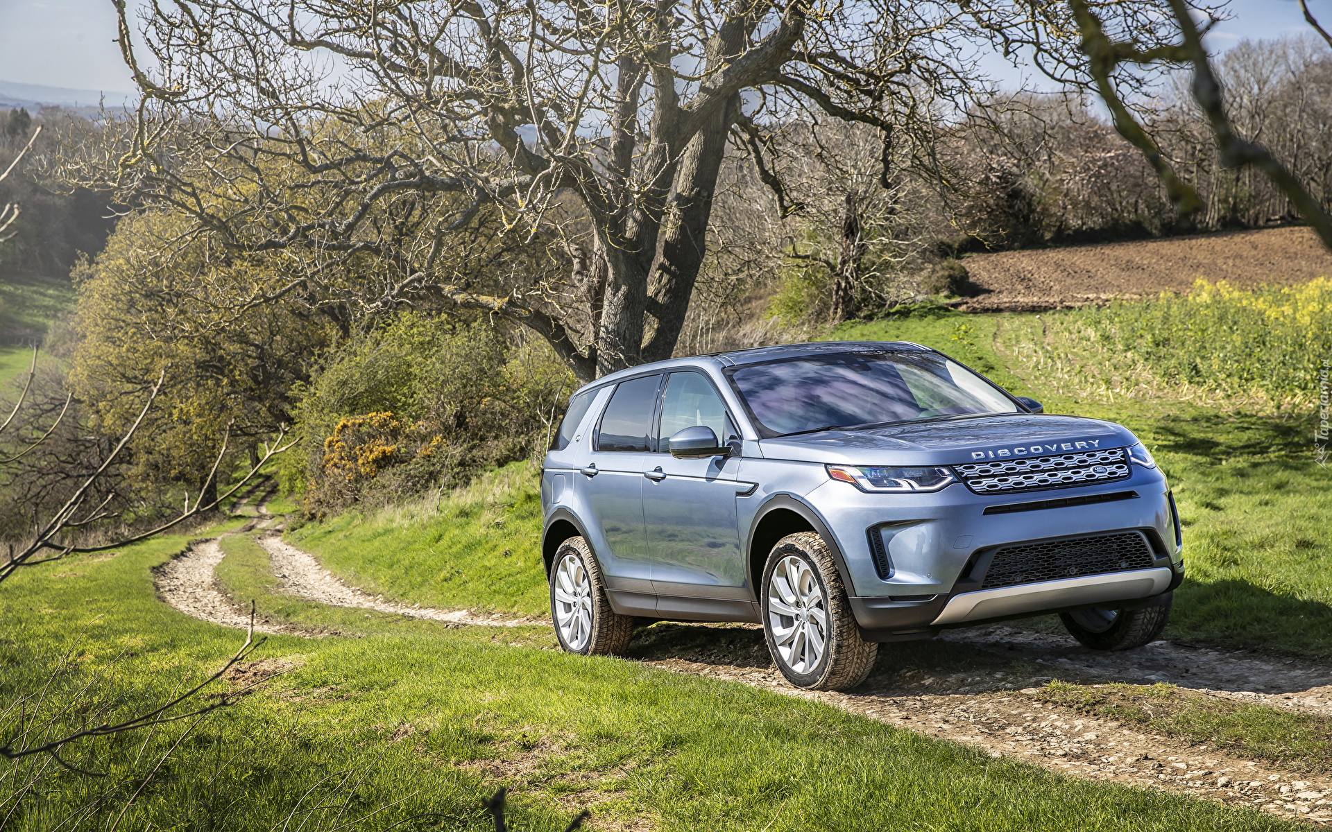 Land Rover Discovery Sport, Droga, Drzewa