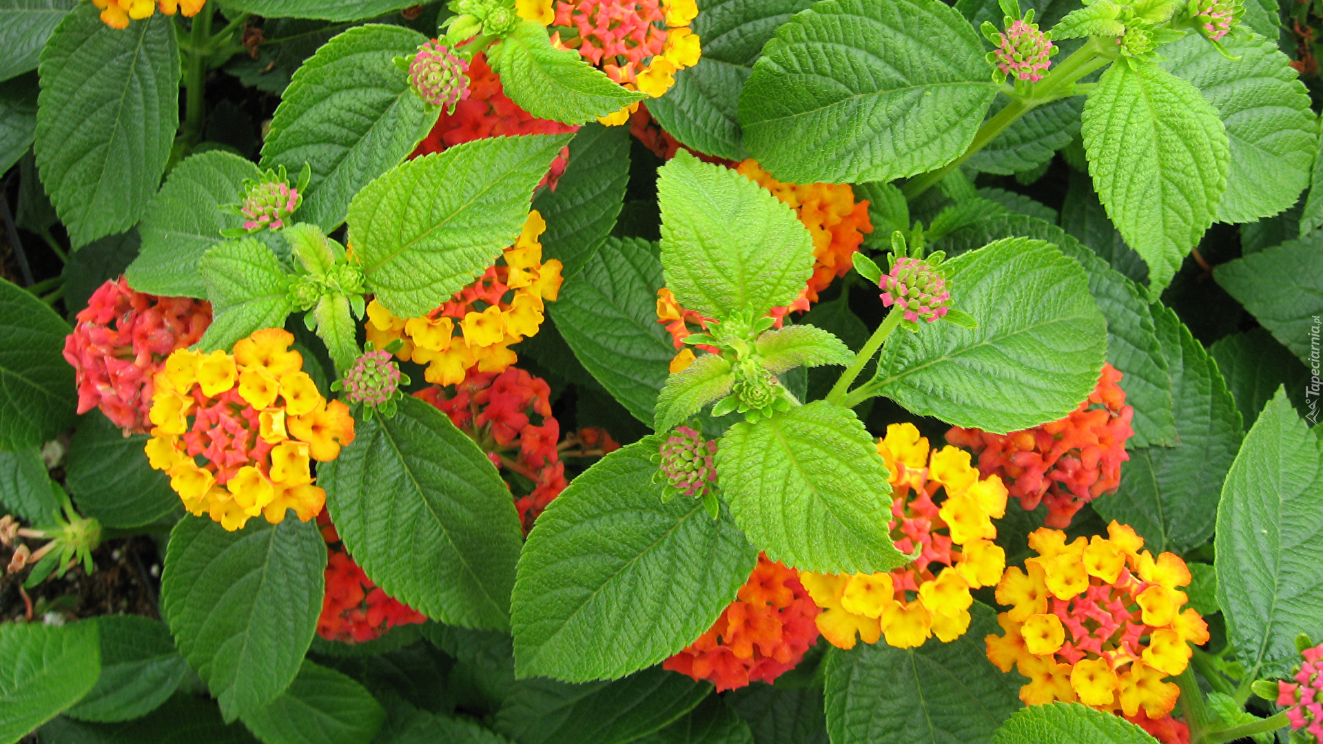 Kwiaty, Lantana pospolita