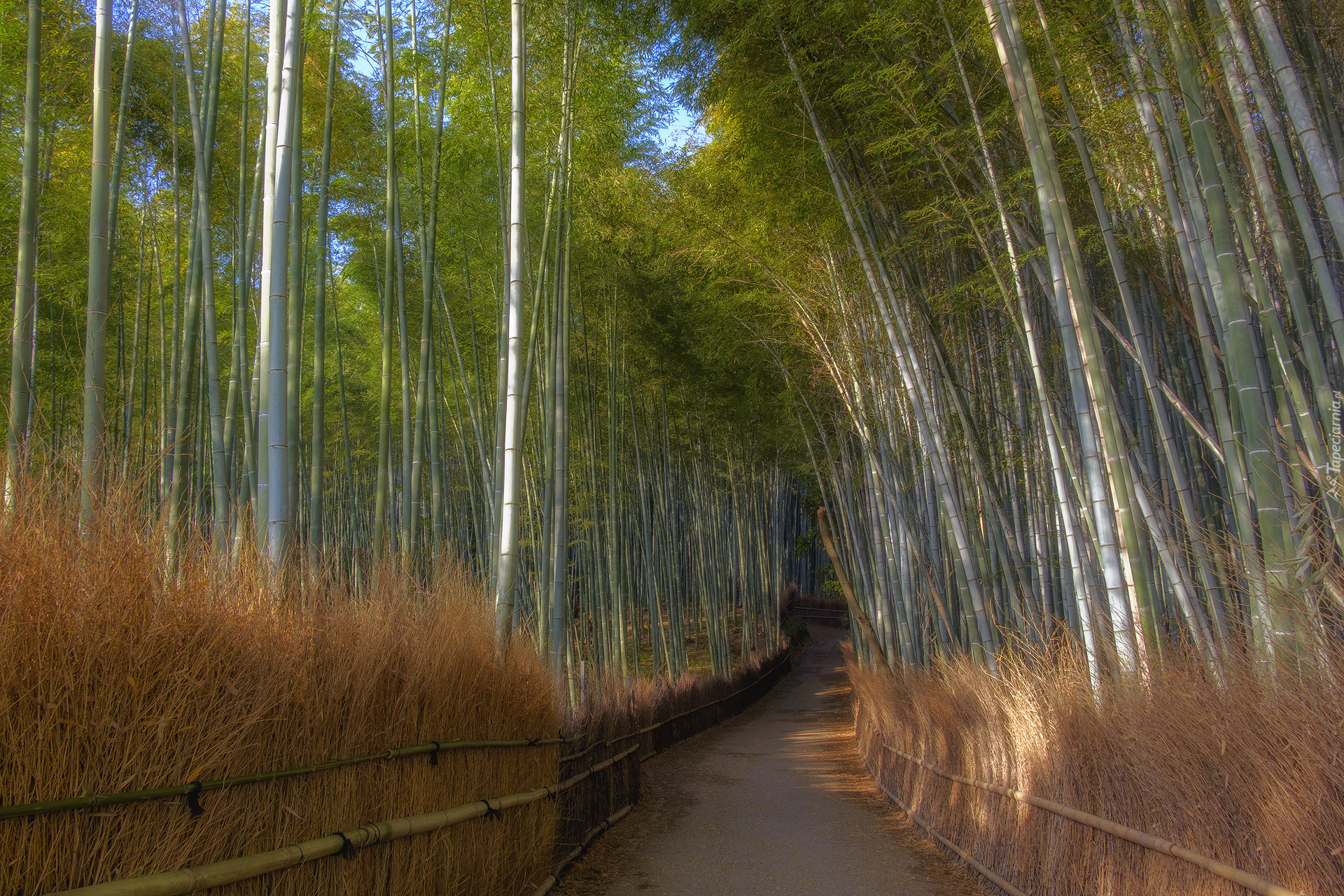 Bambusy, Las bambusowy, Droga, Arashiyama, Kioto, Japonia