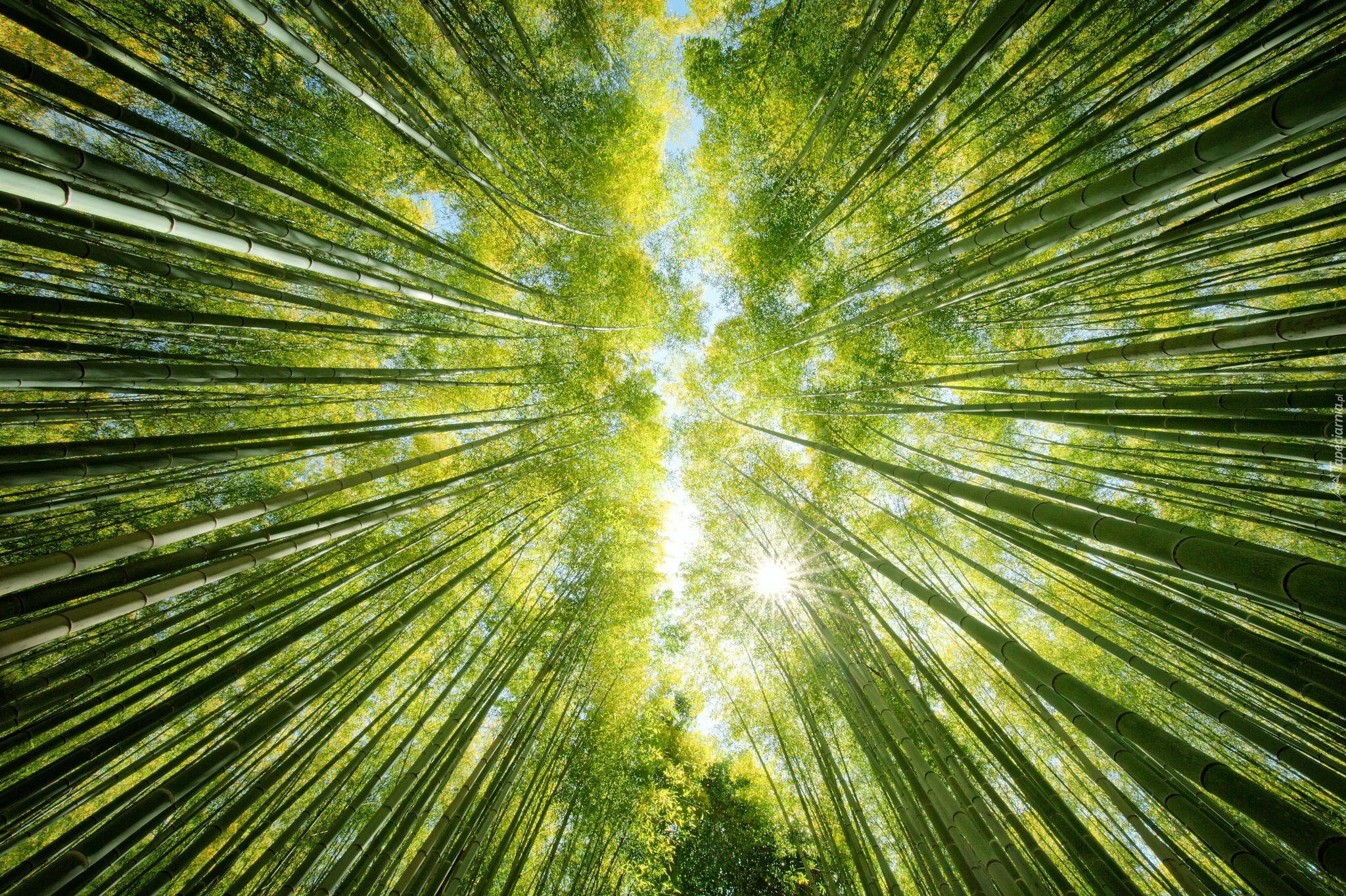 Las, Drzewa, Bambusy, Przebijające światło