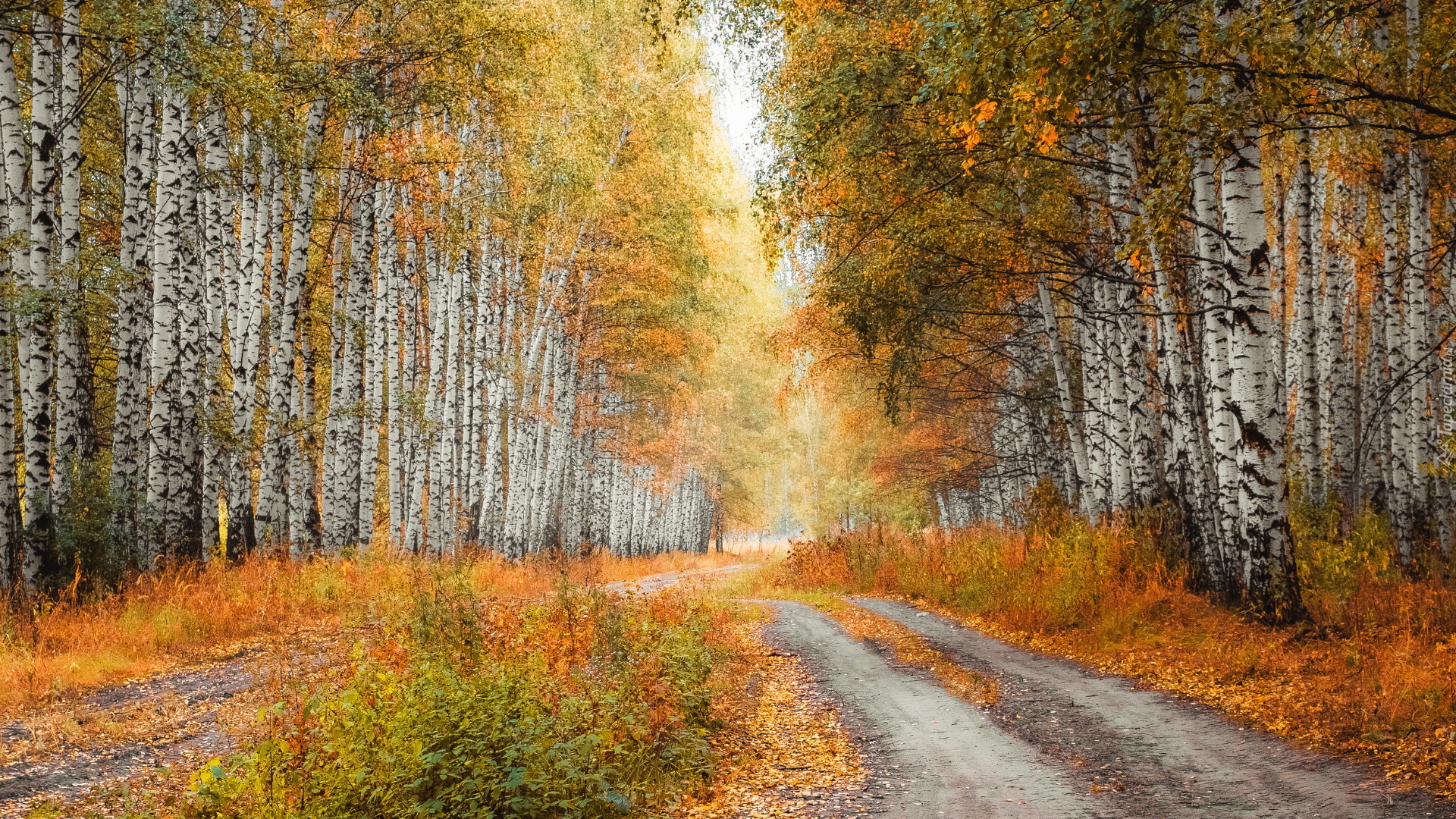 Jesień, Brzozy, Las brzozowy, Droga, Pożółkłe, Trawy