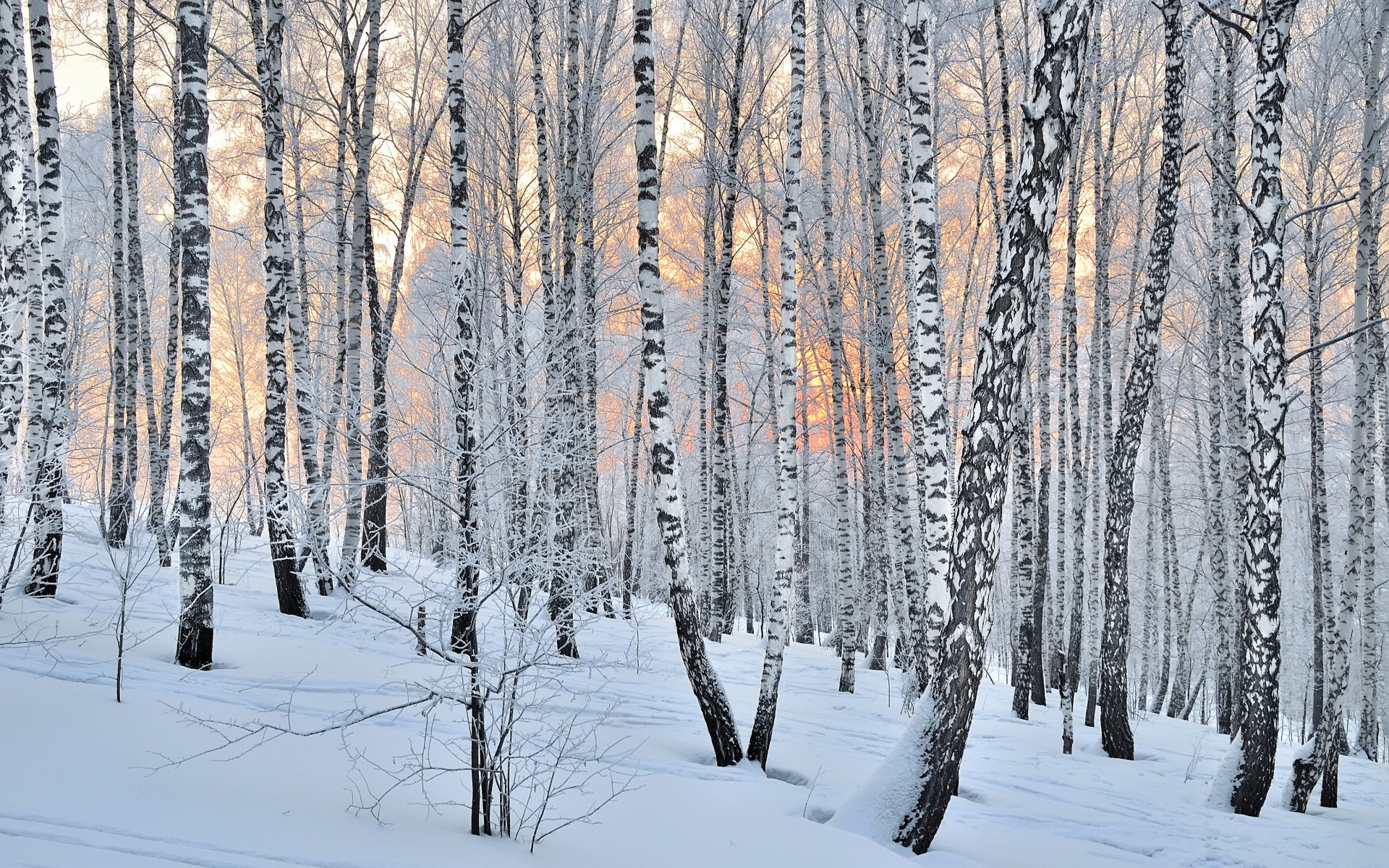 Las, Drzewa, Brzozy, Zima, Śnieg