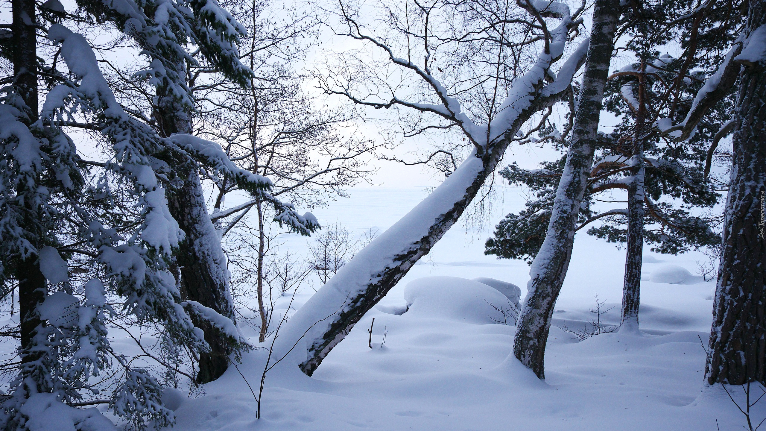 Zima, Drzewa, Gałęzie
