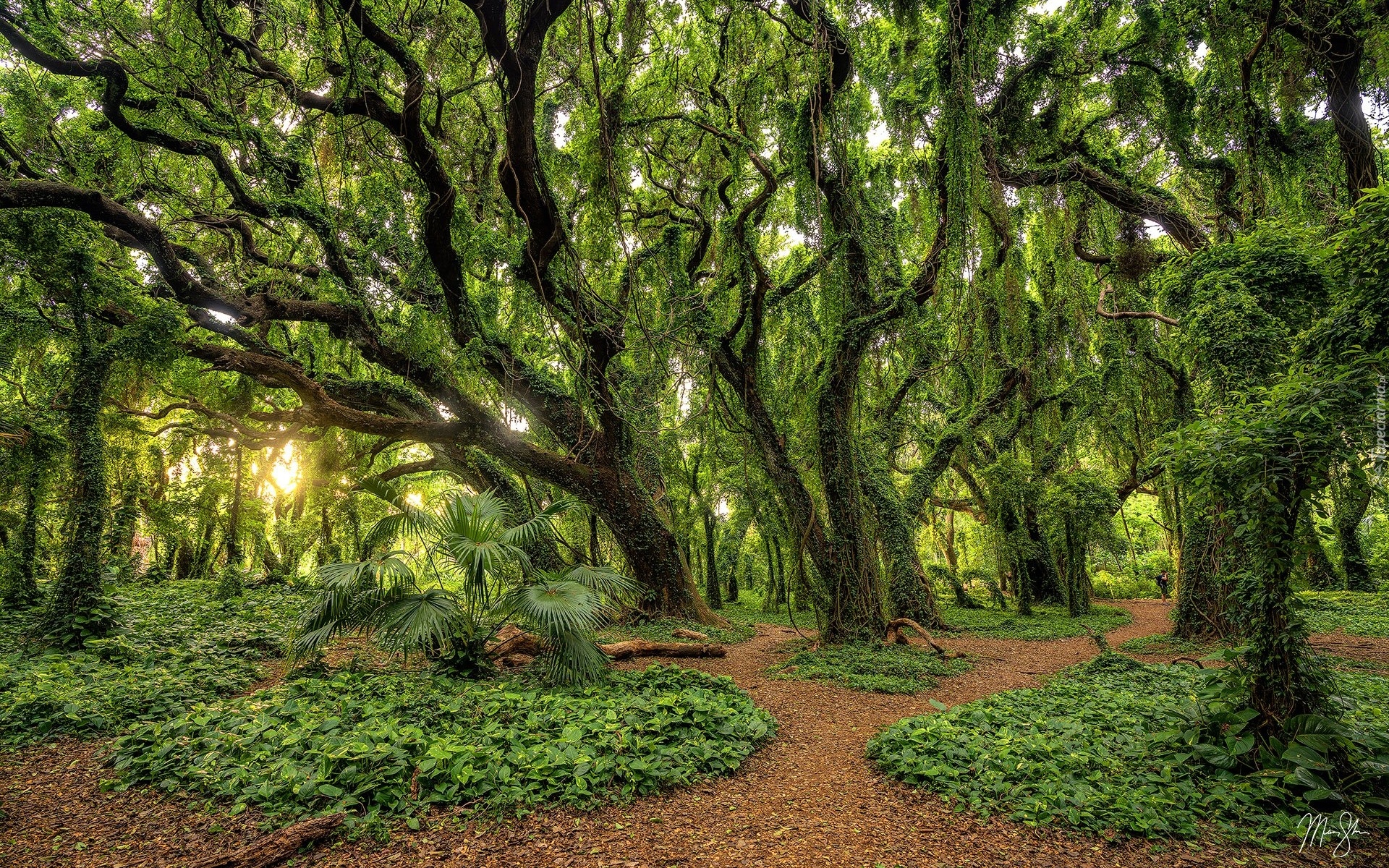 Las, Drzewa, Omszałe, Promienie słońca, Hawaje, Maui, Honolua Bay Trail, Stany Zjednoczone