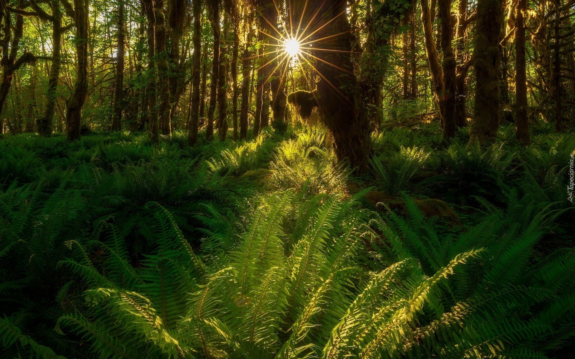 Las deszczowy, Quinault Rainforest, Promienie słońca, Paprocie, Drzewa, Park Narodowy Olympic, Waszyngton, Stany Zjednoczone