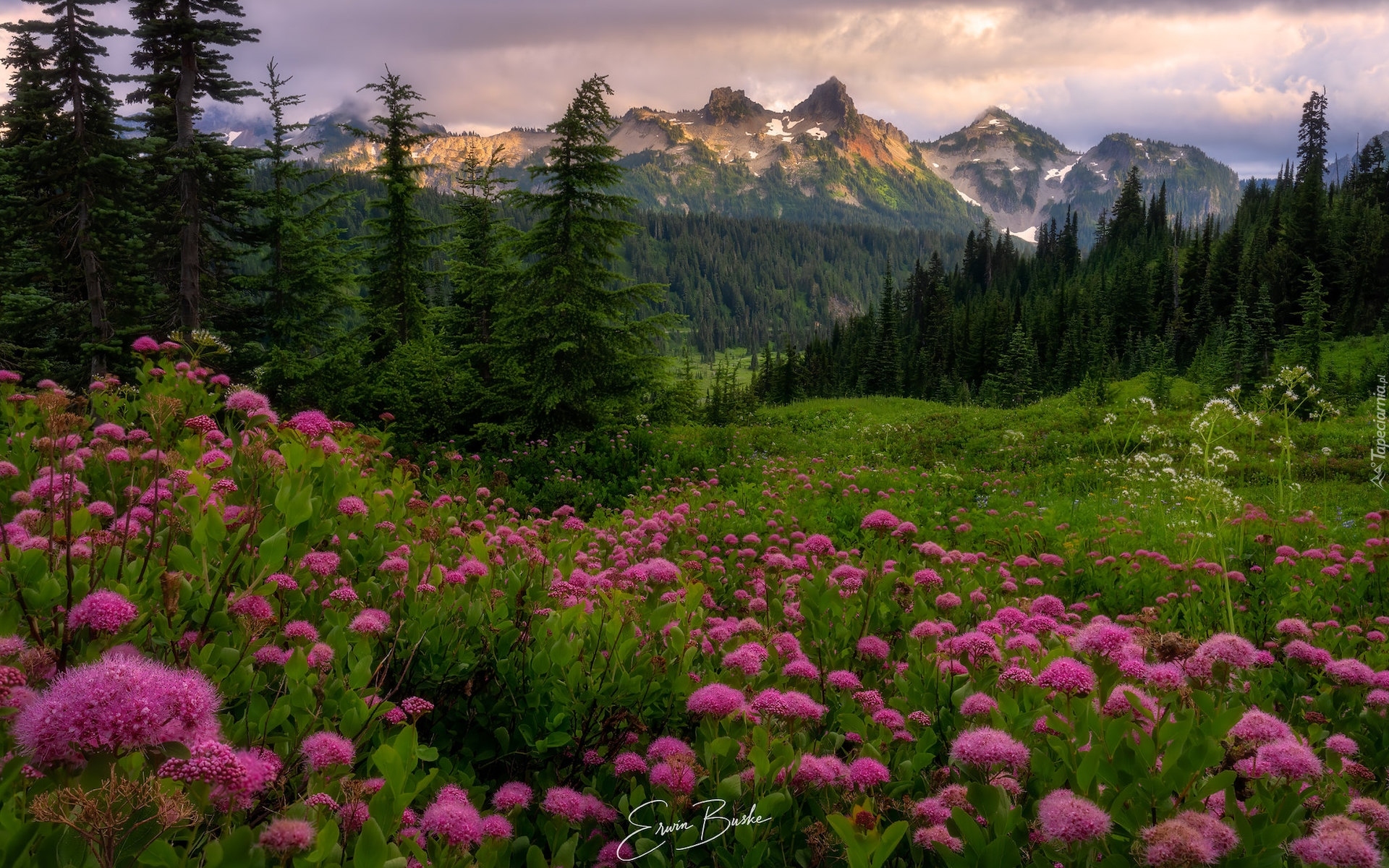 Park Narodowy Mount Rainier, Góry, Tatoosh Range, Łąka, Kwiaty, Tawuła, Drzewa, Stan Waszyngton, Stany Zjednoczone