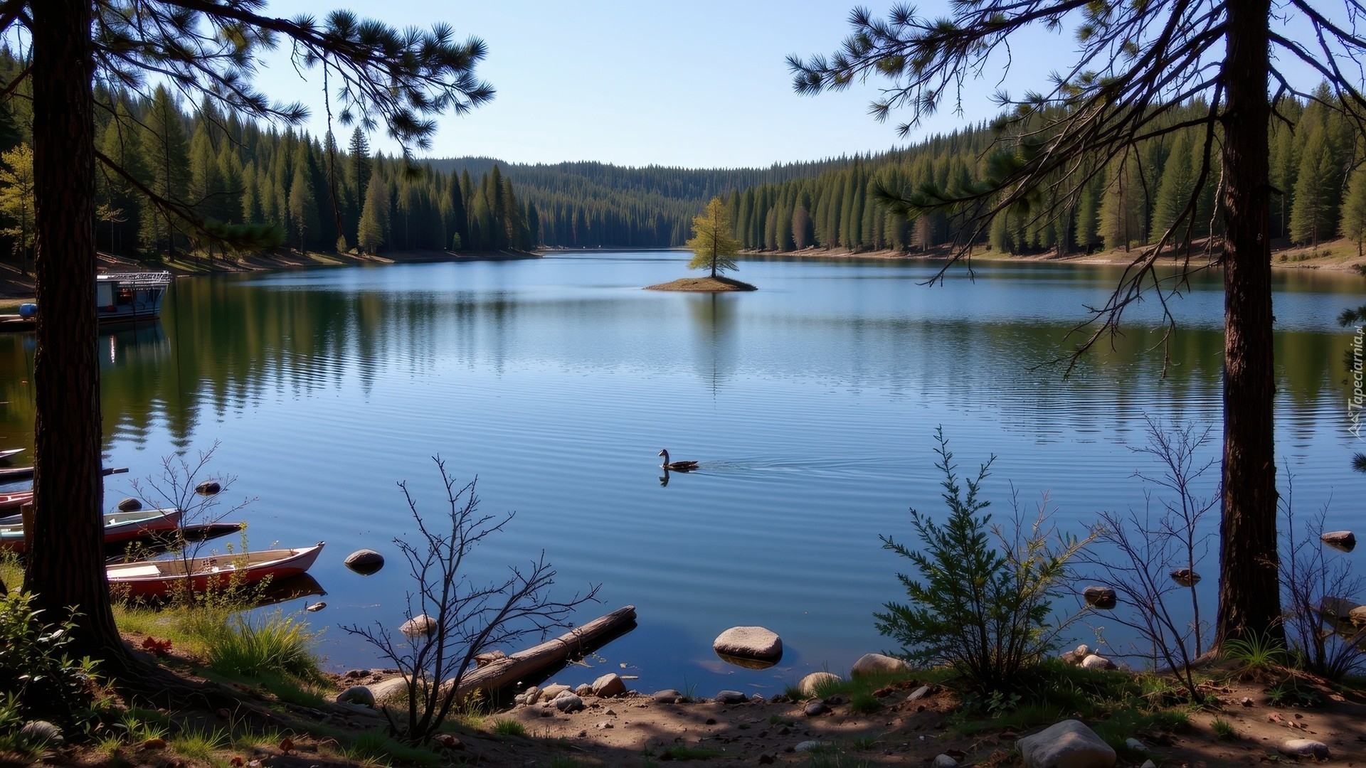 Jezioro, Drzewa, Łódki, Kamienie, Rośliny