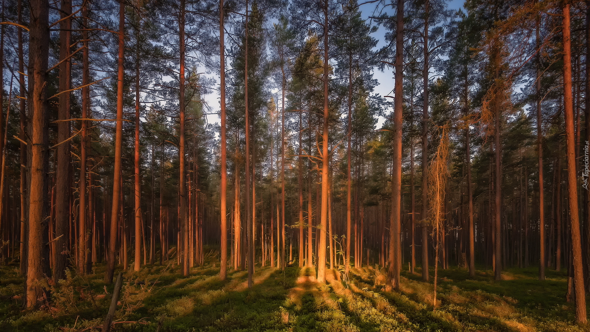 Las, Rozświetlone, Drzewa