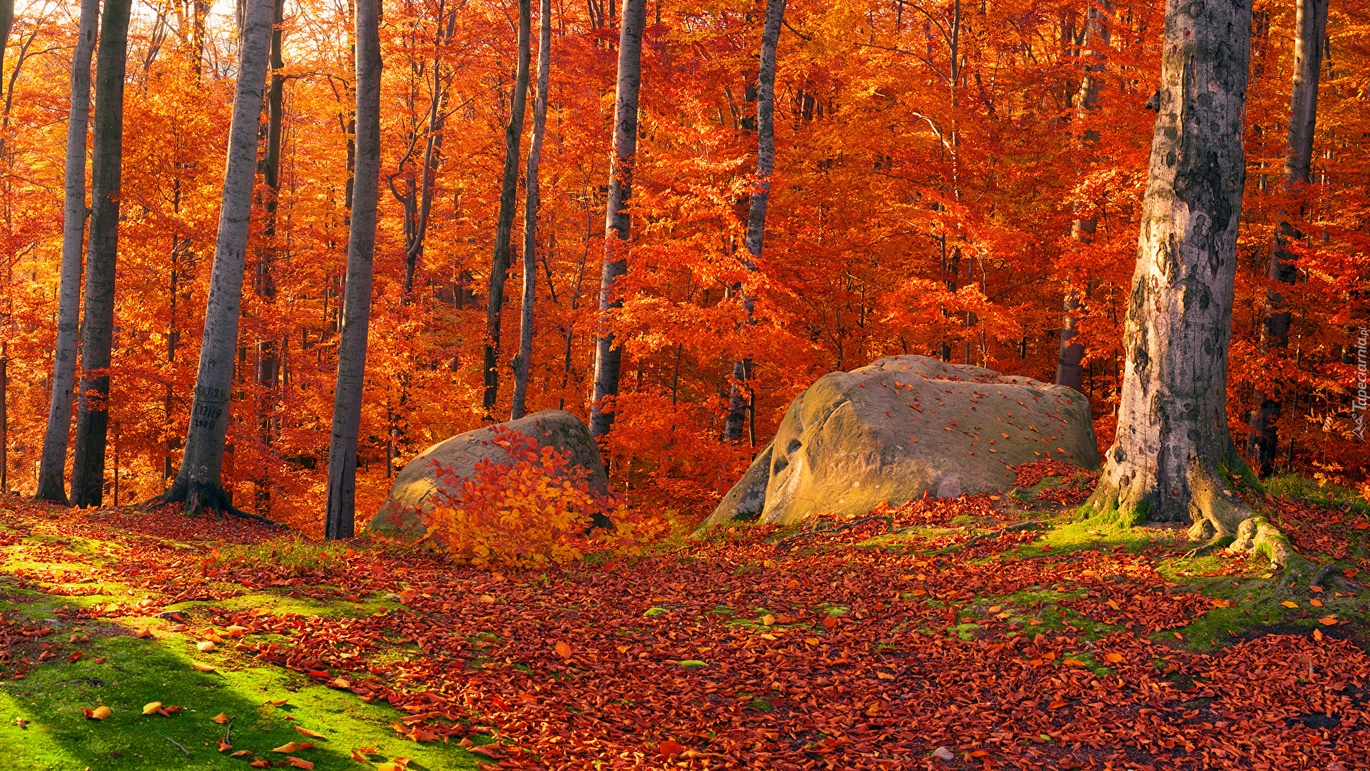 Las, Drzewa, Liście, Jesień, Głazy, Kamienie