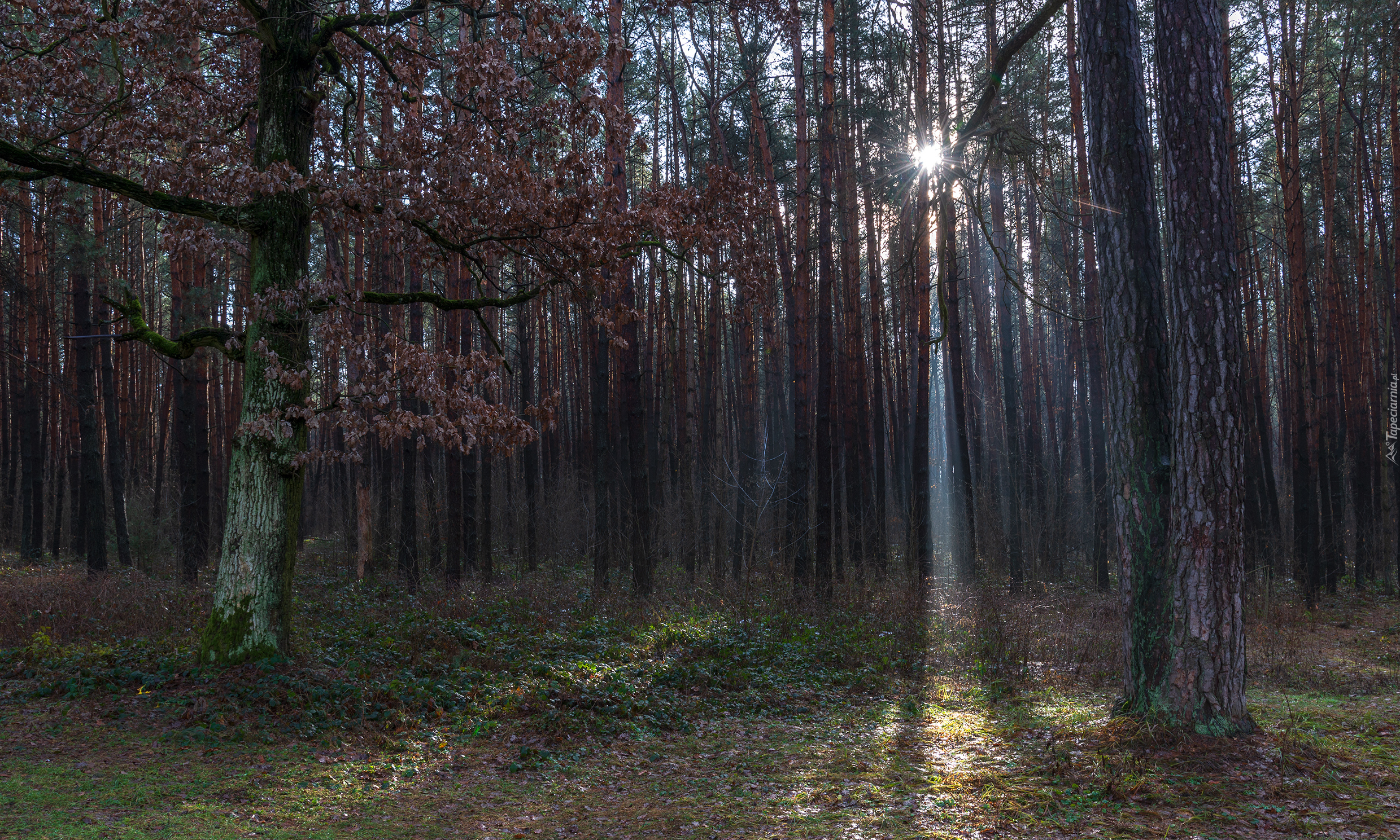 Las, Drzewa, Liście, Jesień, Promienie słońca