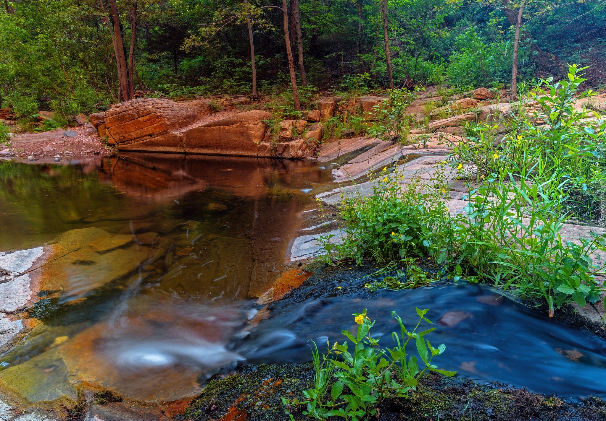 Skały, Rzeka, Jezioro, Las, Drzewa, Kwiaty, Szlak, West Fork of Oak Creek, Sedona, Arizona, Stany Zjednoczone