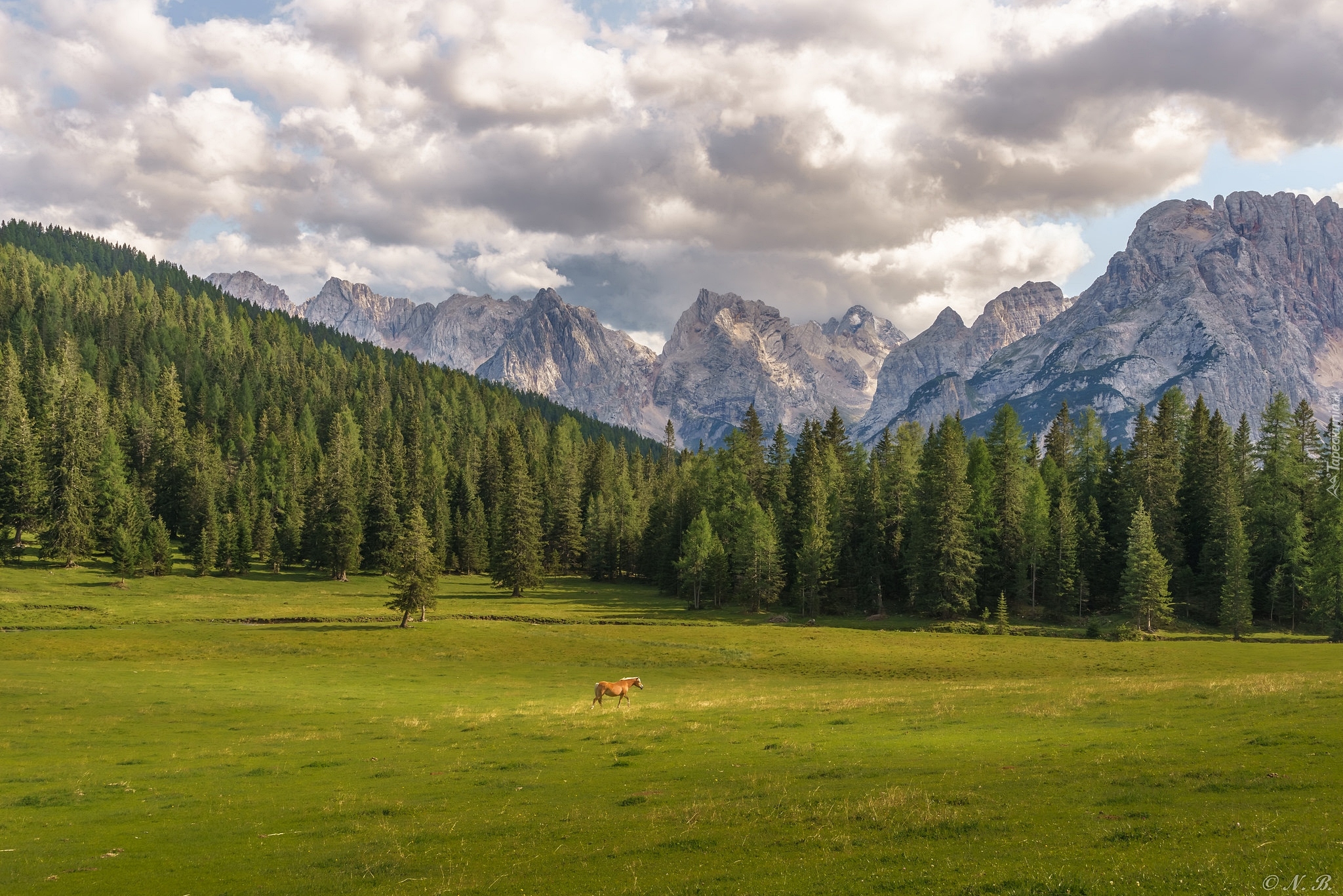 Włochy, Misurina, Dolomity, Masyw Tre Cime di Lavaredo, Góry, Las, Koń