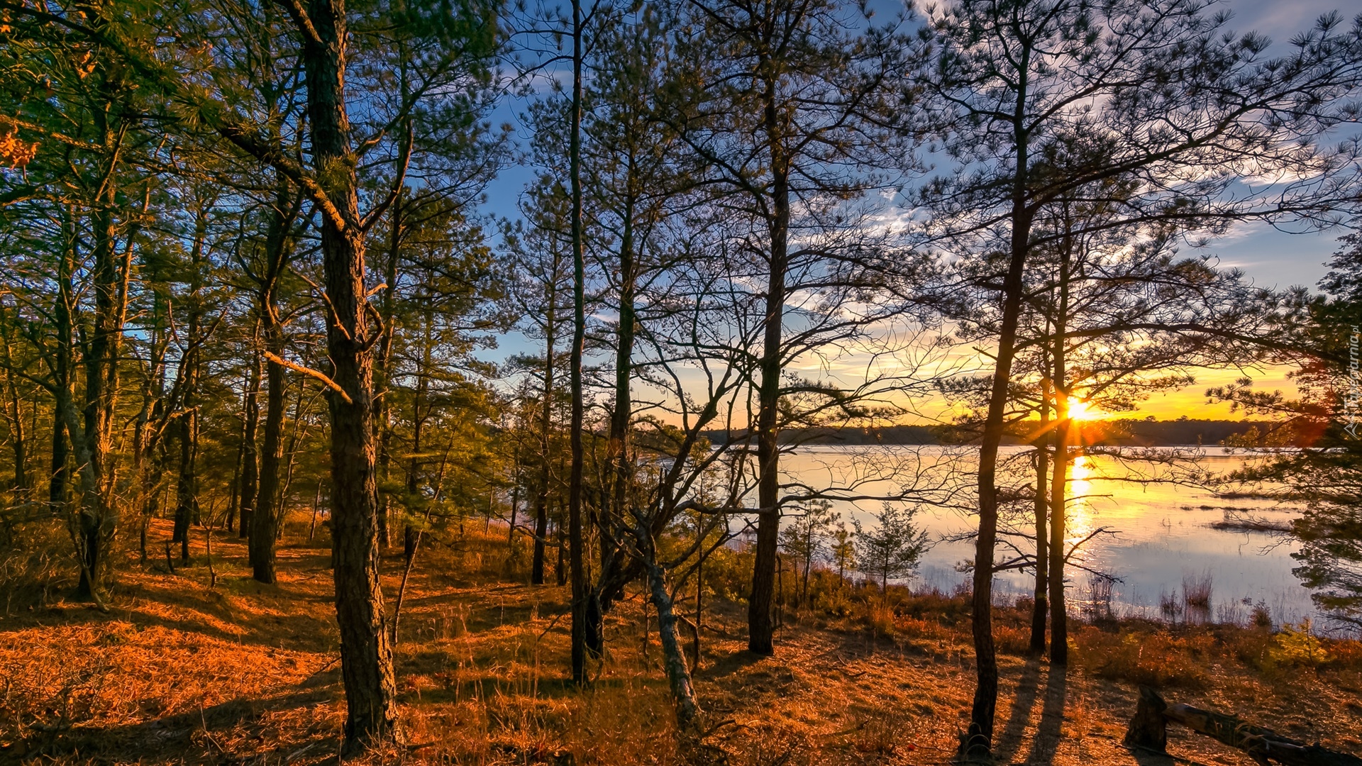 Las, Drzewa, Jezioro, Wschód słońca