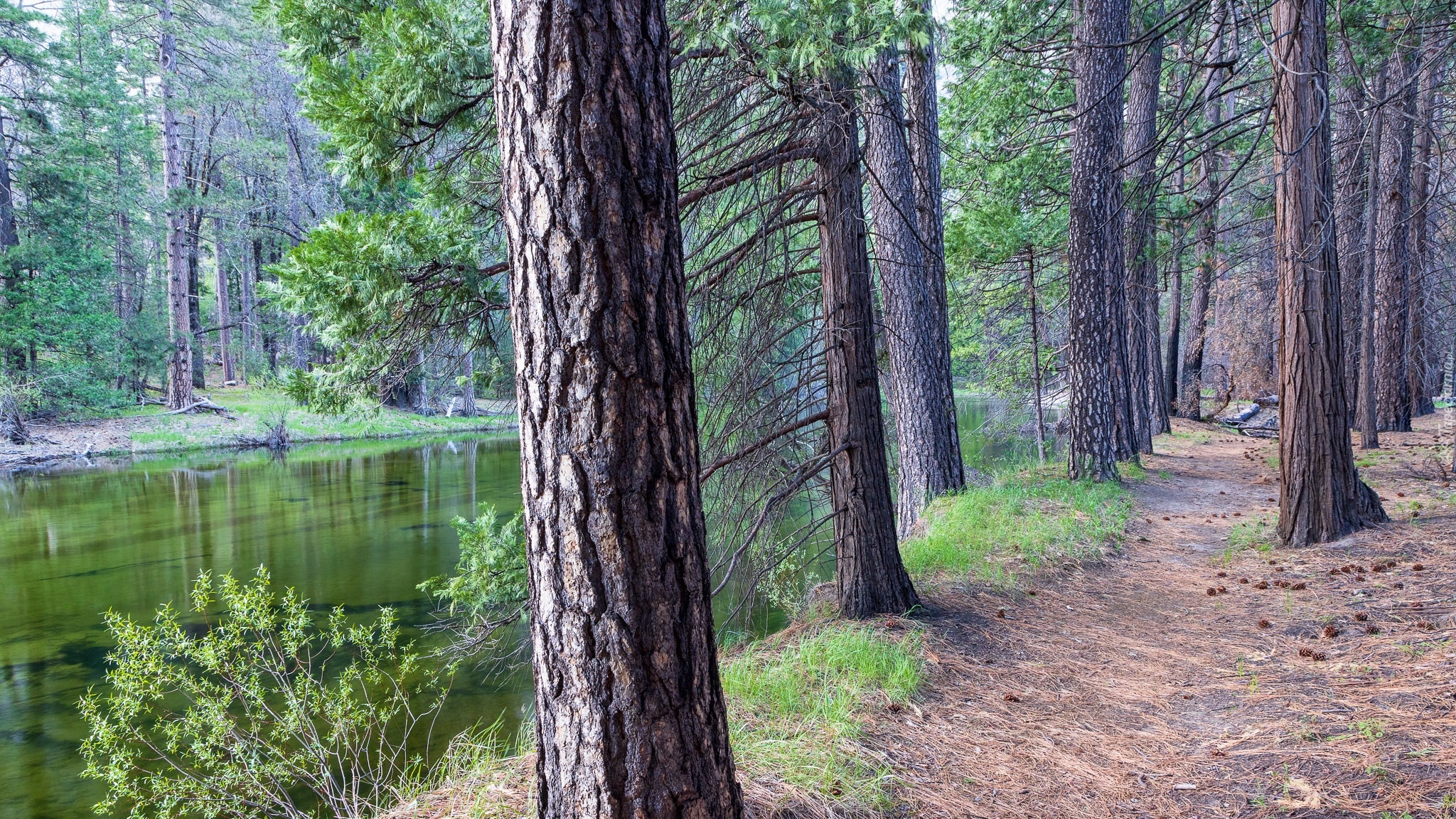 Las, Rzeka, Merced River, Droga, Yosemite Valley, Park Narodowy Yosemite, Kalifornia, Stany Zjednoczone