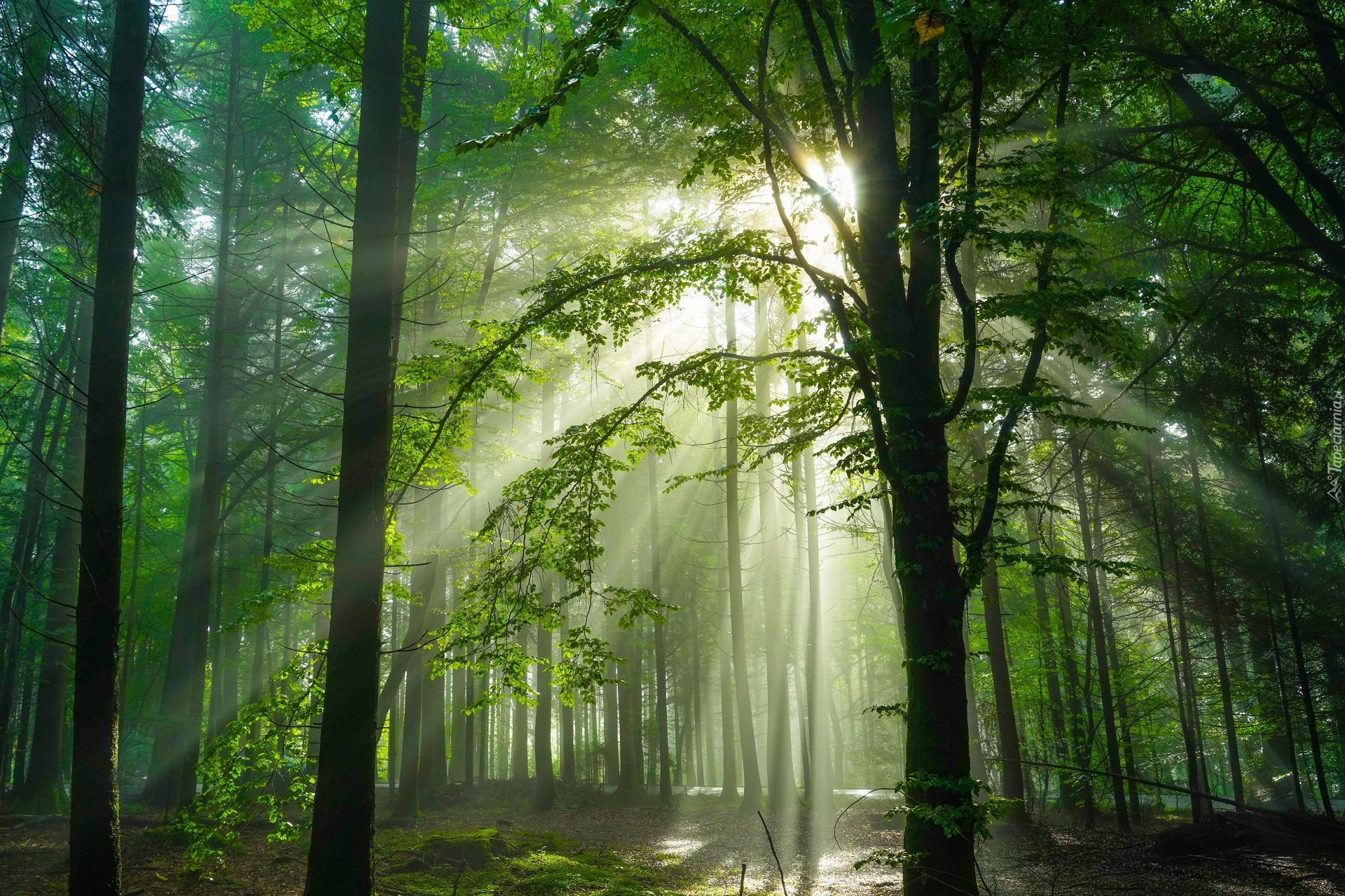 Rozświetlony, Las, Drzewa, Przebijające światło