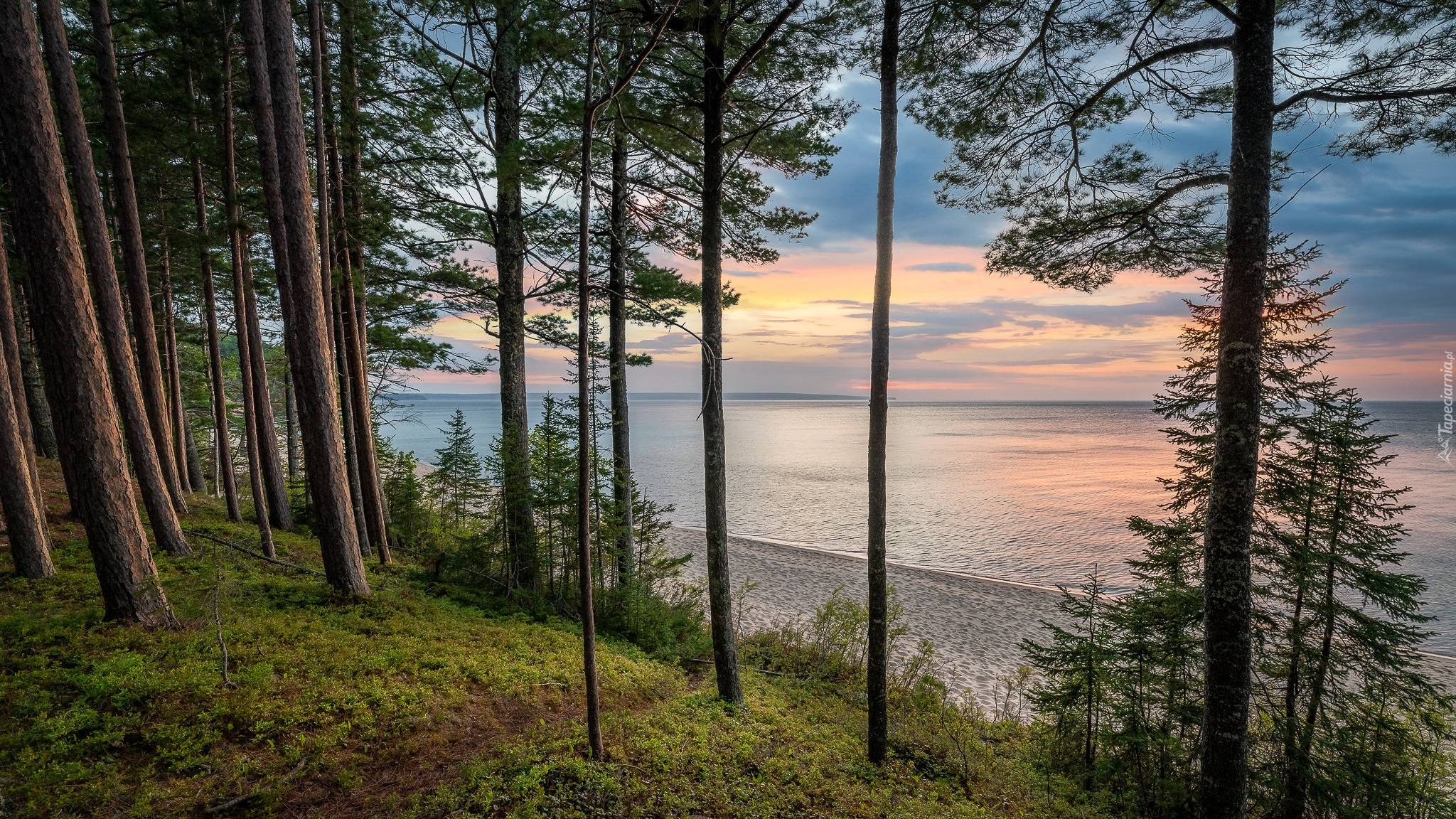 Wschód słońca, Drzewa, Sosny, Jezioro, Lake Superior, 
Plaża, Miners Beach, Michigan, Stany Zjednoczone